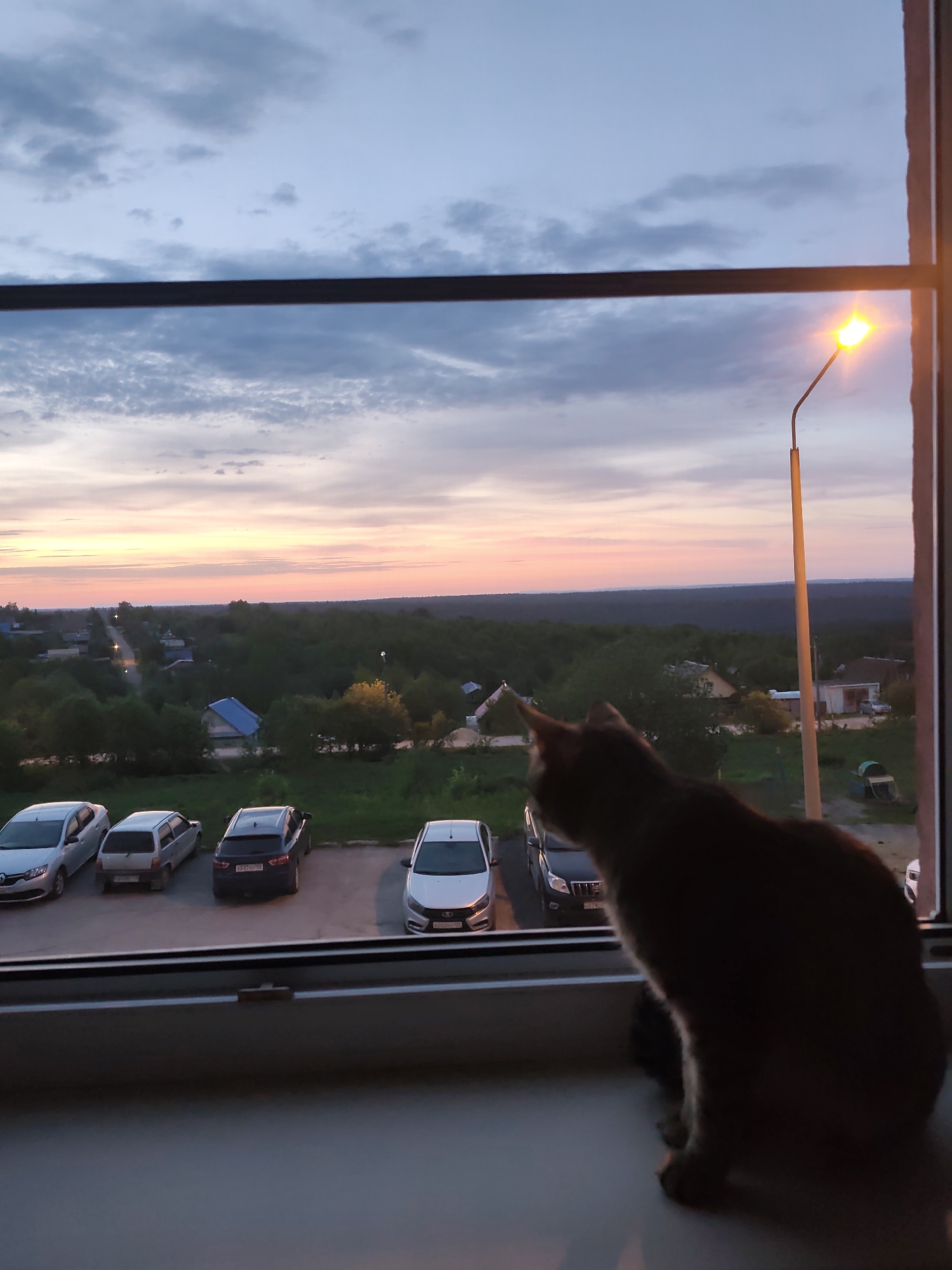 A low-angle indoor shot, taken from within a building, shows a cat sitting on a windowsill and looking out at a dusk or dawn scene in Gremyachinsk, Russia. Outside, a parking lot contains four visible cars: a light-colored Renault hatchback, a light-colored Lada hatchback, a dark-colored Lada station wagon with the license plate "K517HC 159," and a light-colored Lada sedan.
Beyond the parking lot, a landscape of trees and buildings stretches to the horizon. A street with lighted street lamps is visible. The sky is a mix of blues, grays, and pinks, suggesting either sunrise or sunset. The window frame is white. A street lamp pole is visible through the window. The cat is blurred, but it appears to be short-haired, tabby with the back to the viewer.