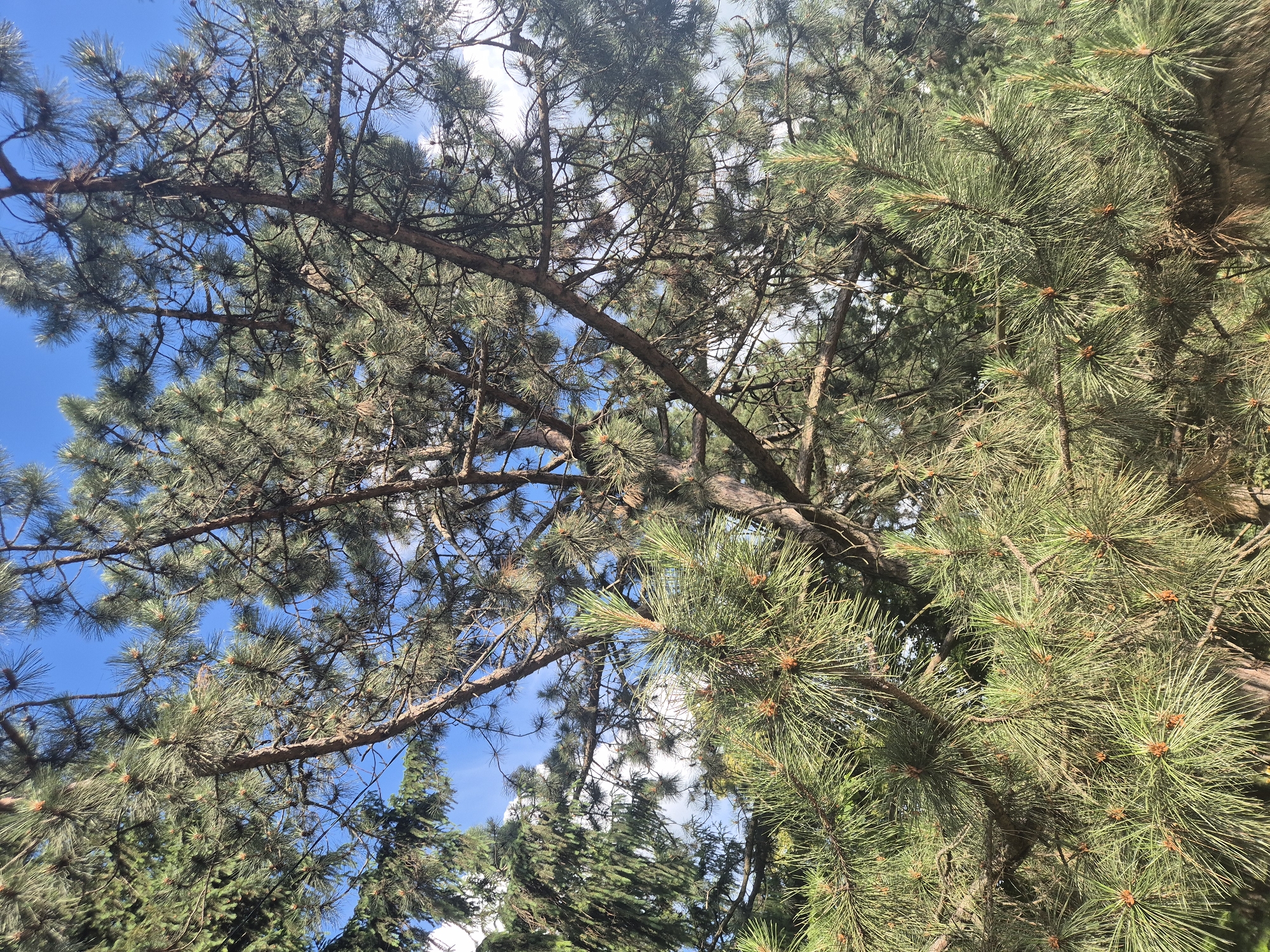 This is a medium-angle, eye-level, outdoor shot of dense pine tree foliage against a bright blue sky with scattered white clouds. The pine needles are long and green, with some smaller, brown cones visible among them. The branches and trunk of the pine trees are visible, with some areas of darker shade beneath the dense needles. The image appears to have been taken in Sozonivka, Ukraine, where pine trees are a common feature of the landscape. There are no people or animals visible in the image. The overall impression is one of lush, natural greenery.
