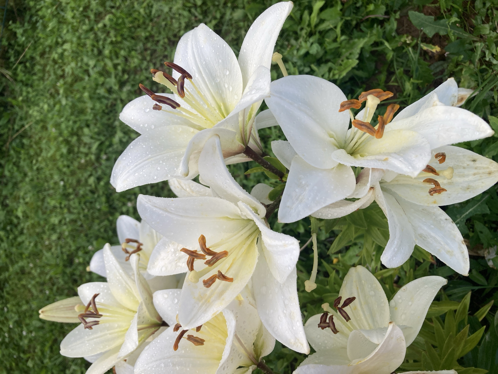 A cluster of white lilies, speckled with water droplets, are in full bloom in a grassy outdoor setting. The lilies, with their prominent stamens and pistils, are the primary focus of the image. The background consists of lush green grass and some foliage, indicating a natural environment. The scene appears to be in Большой Букор, Russia, as suggested by the provided context.