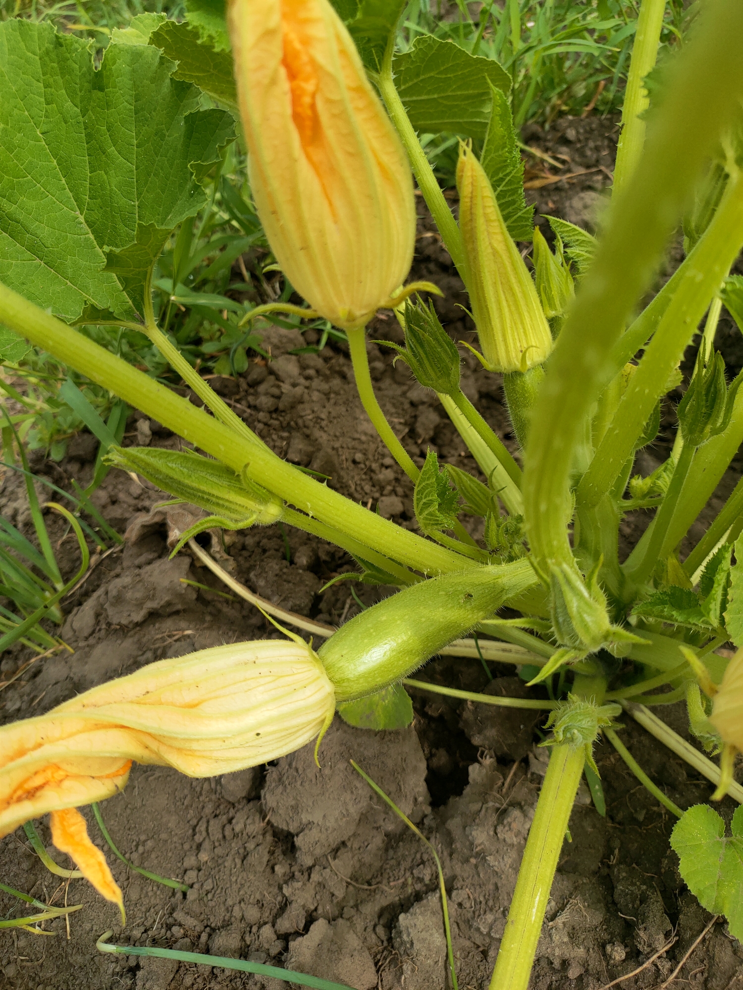 A close-up, eye-level, vertical shot captures a developing squash plant in an outdoor setting, likely a garden or agricultural plot in Kremenchuk, Ukraine. The foreground is dominated by the textured, dark soil, with sparse blades of green grass and a few thin green stems interspersed. The plant's vibrant green, fuzzy stems are a prominent feature, with a small, immature squash visible, showing its ribbed surface and a developing stem. Several yellow squash blossoms are present, some appearing to be in bud form and others partially open, revealing their delicate orange and yellow petals. The leaves of the plant are large, deeply veined, and a rich green color, adding to the lushness of the scene. The overall impression is one of natural growth and the early stages of fruit production.