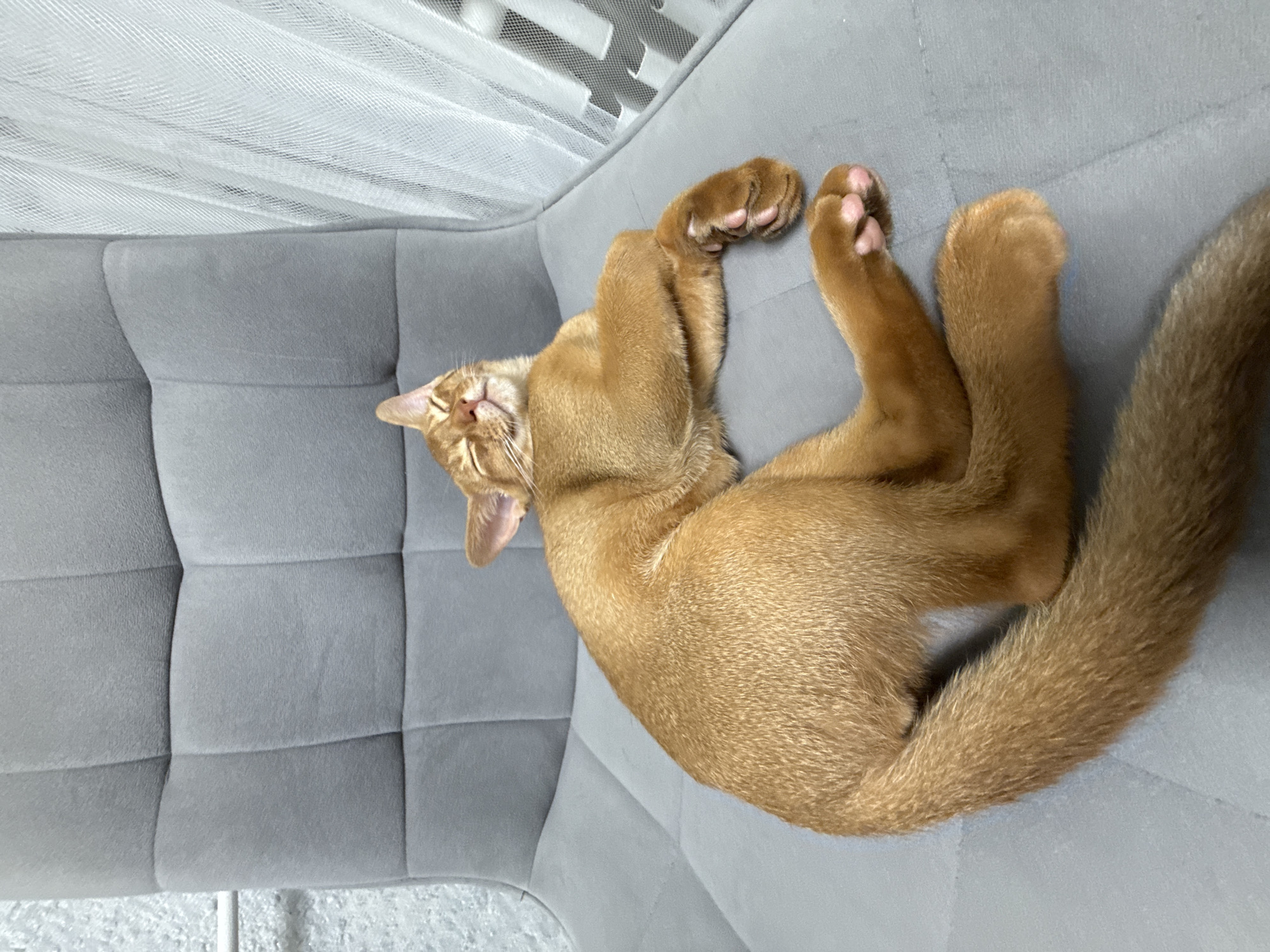 An orange tabby cat is sleeping on a gray tufted couch. The cat is lying on its back with its paws in the air. The cat's eyes are closed, and its mouth is slightly open. Its tail is curled up. The background is a white mesh material. The scene appears to be indoors, possibly in a living room. The lighting suggests it is daytime. No text is visible in the image.
