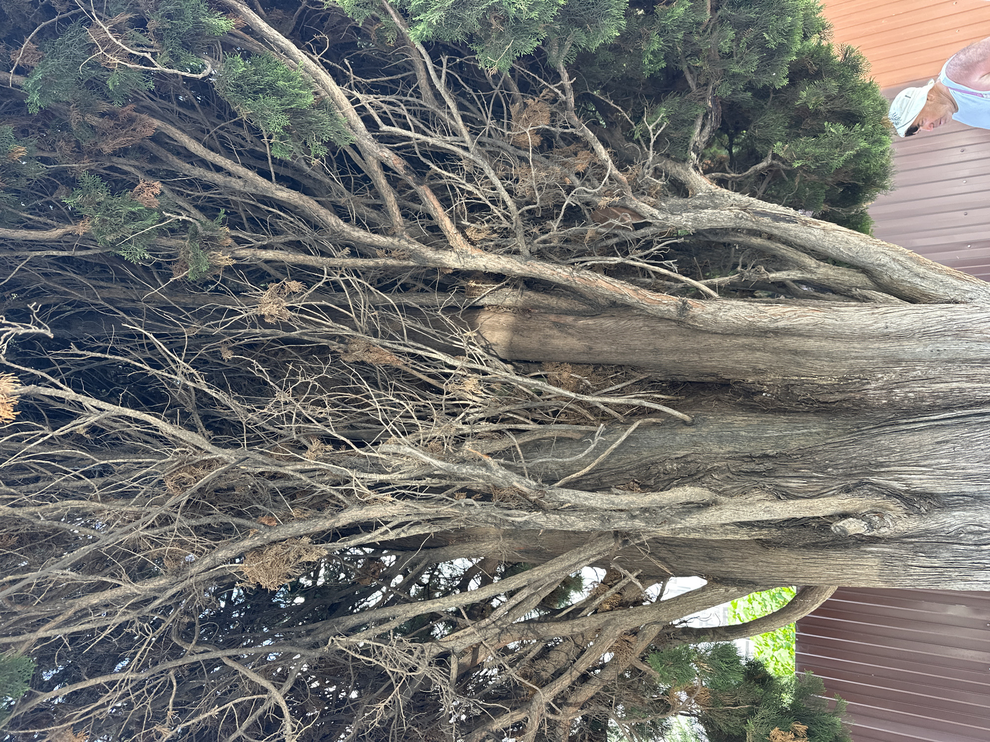 The image depicts the base and lower branches of a large, mature evergreen tree, possibly a cypress or juniper, in Sochi, Russia. The tree's bark is rough and deeply fissured, with a gray-brown hue. The branches are dense and interwoven, with a mix of green foliage and dry, brown twigs. In the background, a brown corrugated metal fence runs horizontally. To the right of the frame, a person wearing a light blue tank top and a light blue cap is partially visible, looking downwards and to the left. The overall impression is one of a dense, somewhat overgrown natural element within an urban setting.