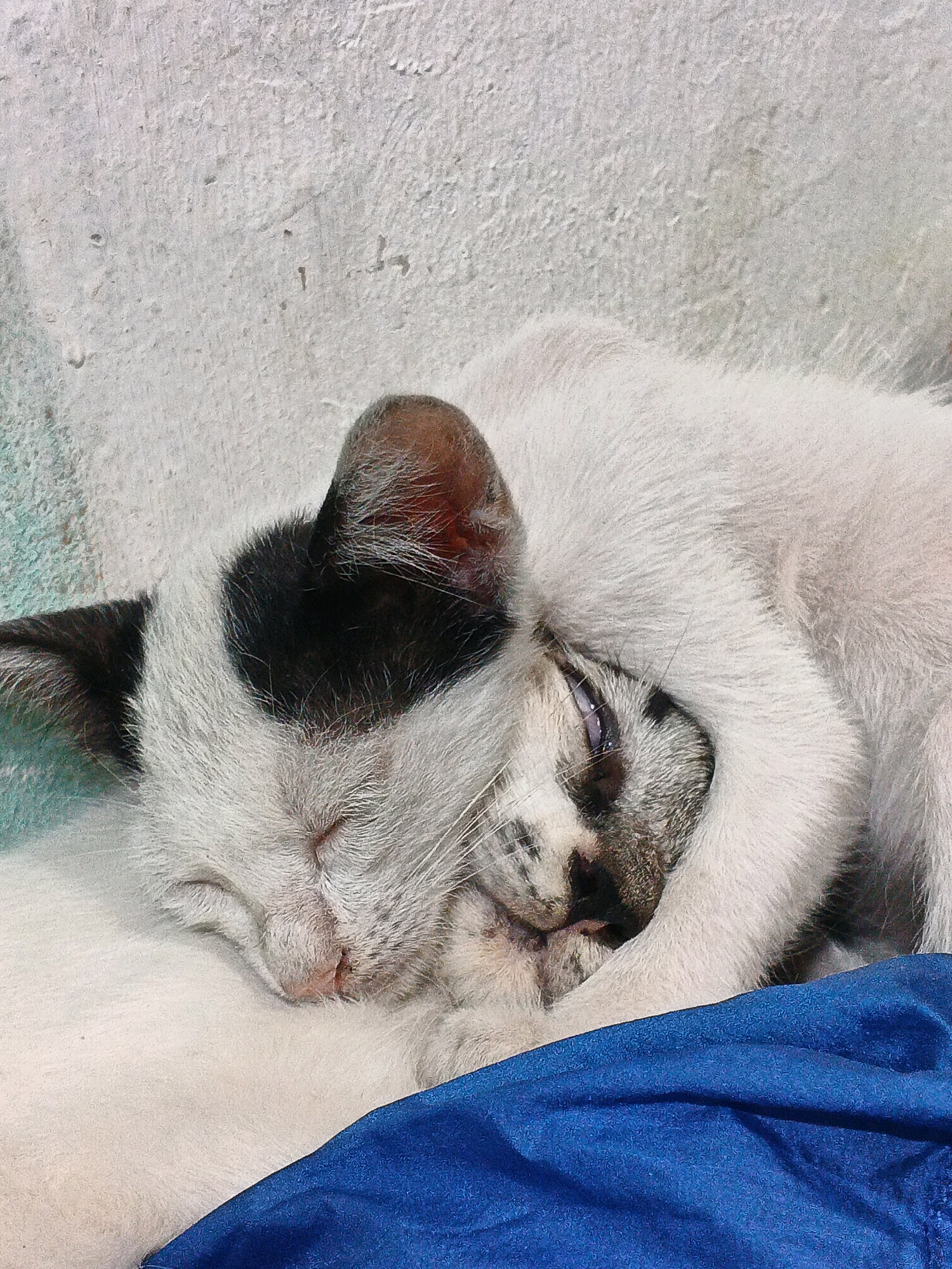 Two domestic cats are sleeping, one embracing the other, against a textured, light-colored wall. The cat in the foreground has black and white markings, with a prominent black patch over its left eye and ear. The second cat, mostly white with some tabby markings on its face, is partially obscured by the first cat's arm, which is wrapped around its head. The cats are lying on a blue fabric. The scene is likely an outdoor or semi-outdoor location.