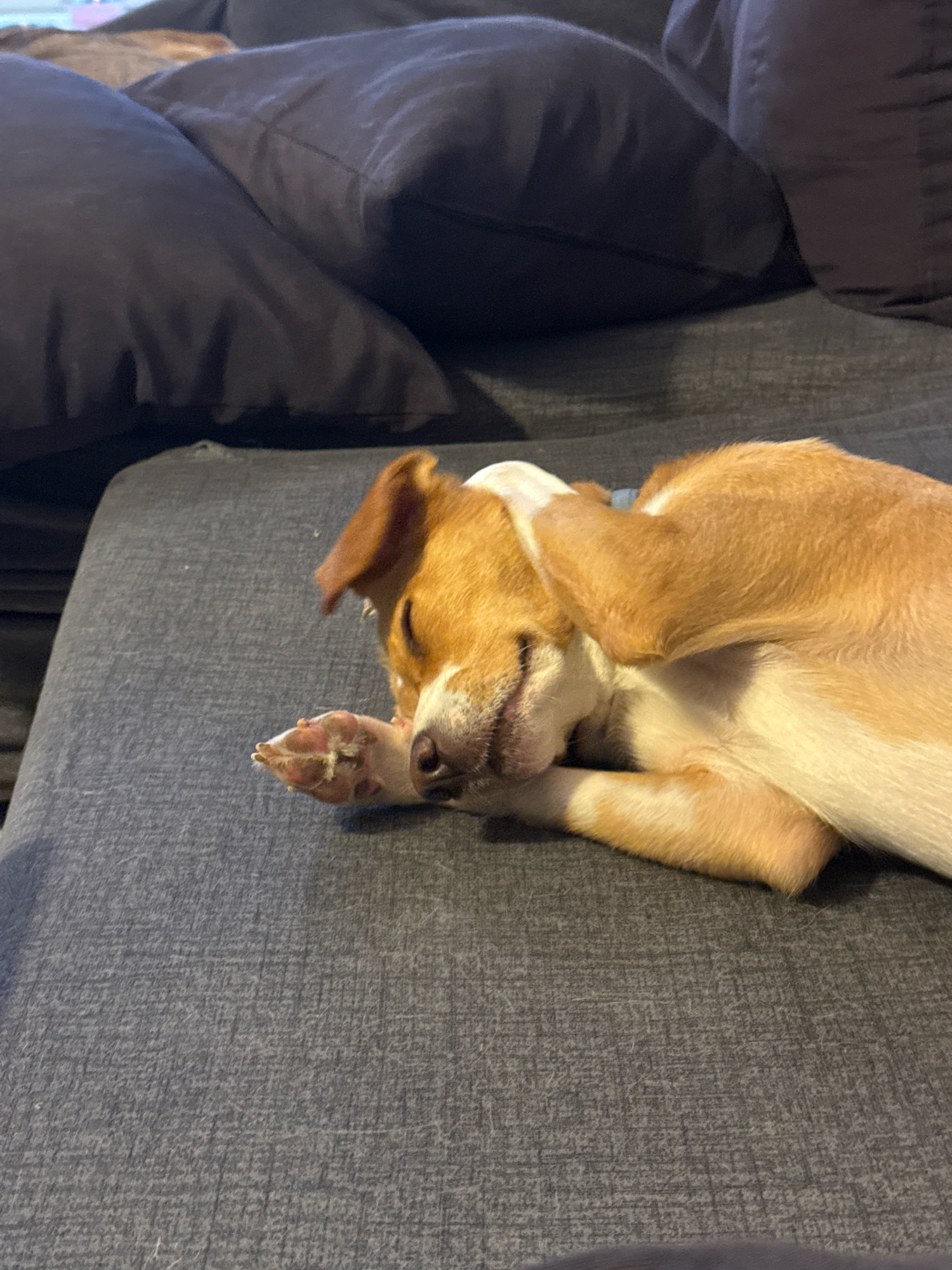 A small, tan and white dog is sleeping on a grey upholstered couch. The dog is curled up, with one paw resting on its face. The couch is in a dimly lit room, with dark pillows in the background. There is no indication of the location being Nesebar, Bulgaria, or any other specific city.