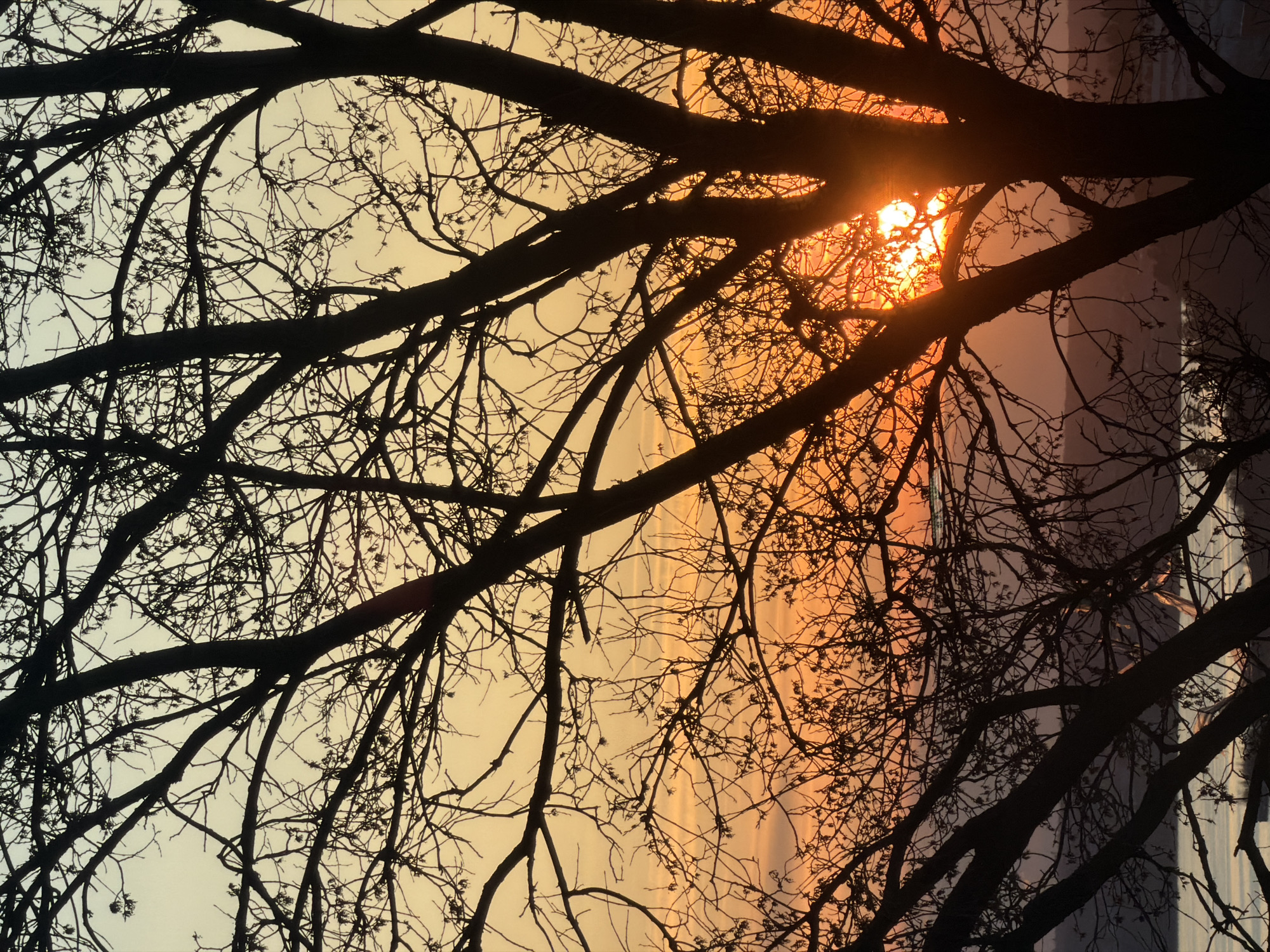 The image captures a dramatic silhouette of bare tree branches against a vibrant sky, indicative of either sunrise or sunset. The intricate network of dark, leafless branches dominates the foreground, framing the brightly illuminated sky. In the upper right quadrant, the sun, a brilliant disc of intense orange and red light, peeks through the dense foliage, creating a strong lens flare and illuminating the surrounding atmosphere with fiery hues.
The sky transitions from a bright, warm orange and red directly around the sun to a softer, golden-yellow, and then to a pale, muted blue-grey on the left side, showcasing a striking color gradient. In the background, partially visible through the branches and obscured by the atmospheric light, is a large, rectangular structure, likely a building, with vertical lines suggesting windows or architectural elements. This structure appears to reflect the ambient light, showing a transition from warm orange tones on the right to cooler, grey-blue tones on the left, mirroring the sky.
The composition emphasizes the delicate yet strong patterns of the tree branches, contrasted with the powerful glow of the sun. The absence of leaves suggests a season of late autumn, winter, or early spring. No visible text is present in the image. The scene conveys a sense of peaceful natural beauty within an urban or suburban setting in Izhevsk, Russia.