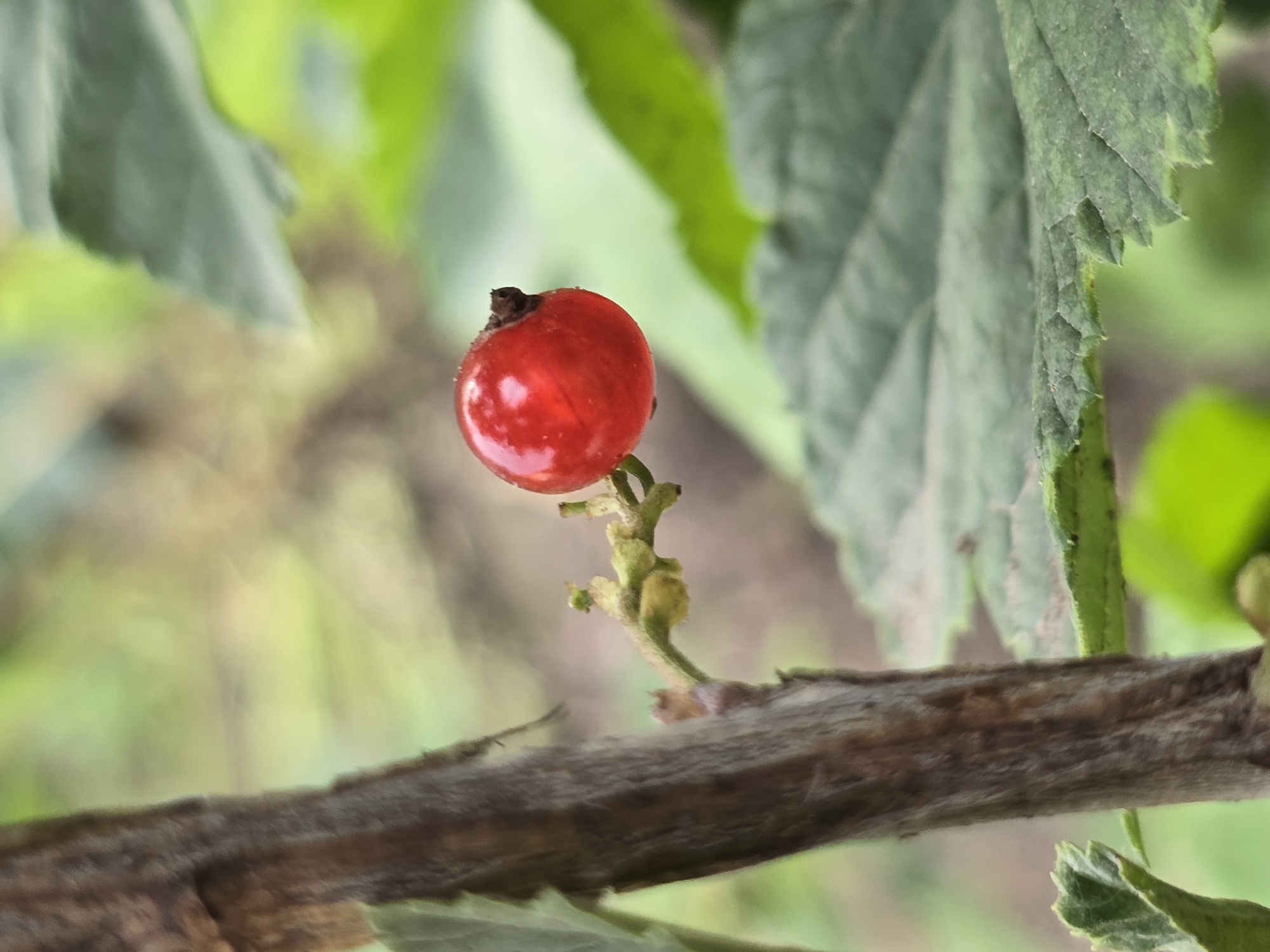 A single, ripe red currant is prominently displayed against a softly blurred backdrop of green leaves and a brown stem. The currant is round and glossy, with a slight sheen indicating moisture or dew. It is attached to a thin, green stem which sprouts from a larger, rougher brown branch running vertically on the left side of the frame. The surrounding leaves are a vibrant green, some in focus and others blurred, suggesting a natural outdoor setting. The lighting appears to be natural daylight, casting subtle highlights on the berry. The image was taken in Ермолаево, Russia.