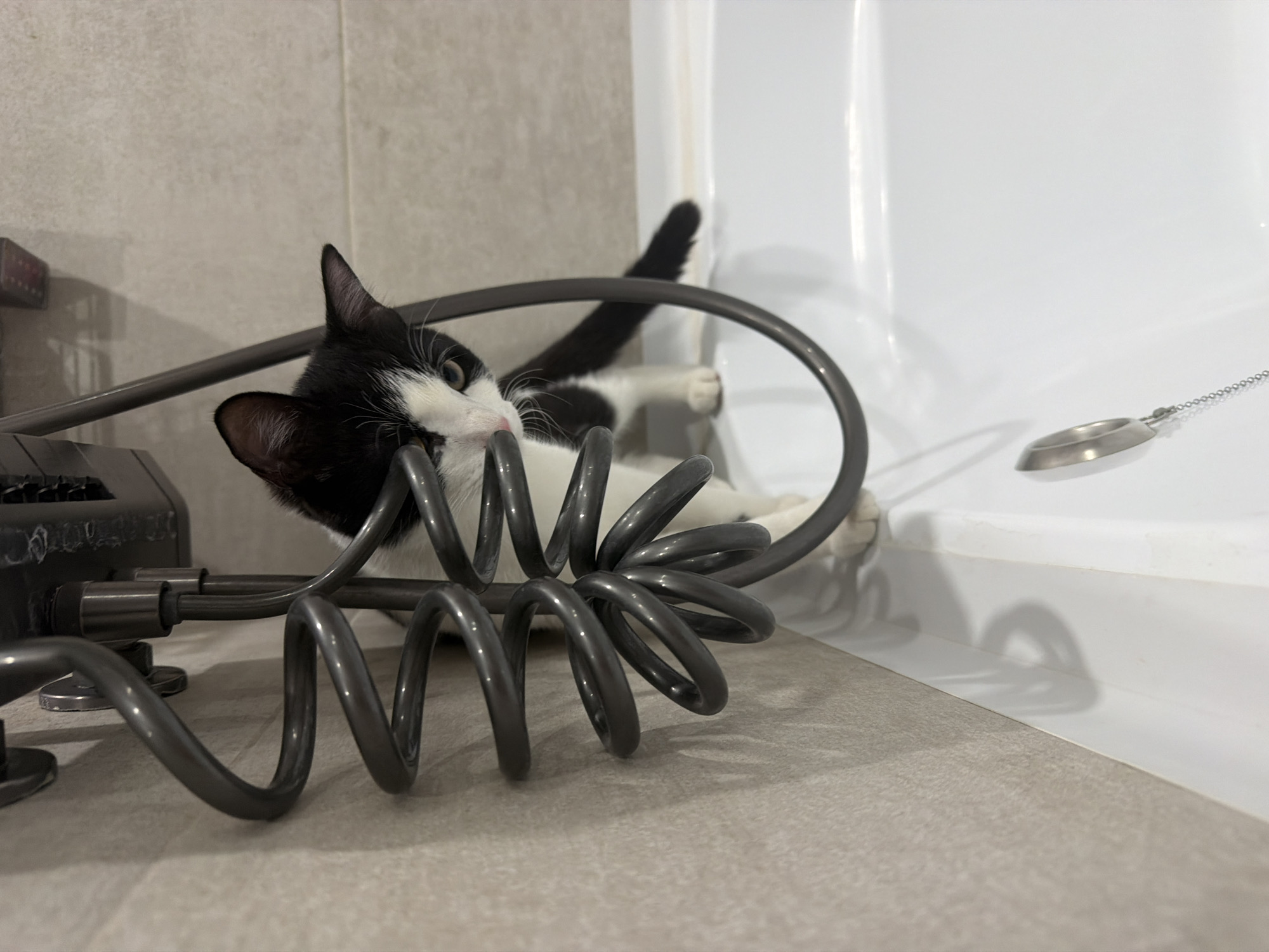 A black-and-white cat is playfully entangled in the flexible, coiled grey hose of a showerhead fixture, which is mounted on a light-grey tiled surface adjacent to a white bathtub. The cat's head is visible amidst the coils, with its body extending into the space between the tub and the fixture. A silver drain stopper dangles near the tub. The location in the city of Chaikovsky, Russia, is not discernible from the provided image.