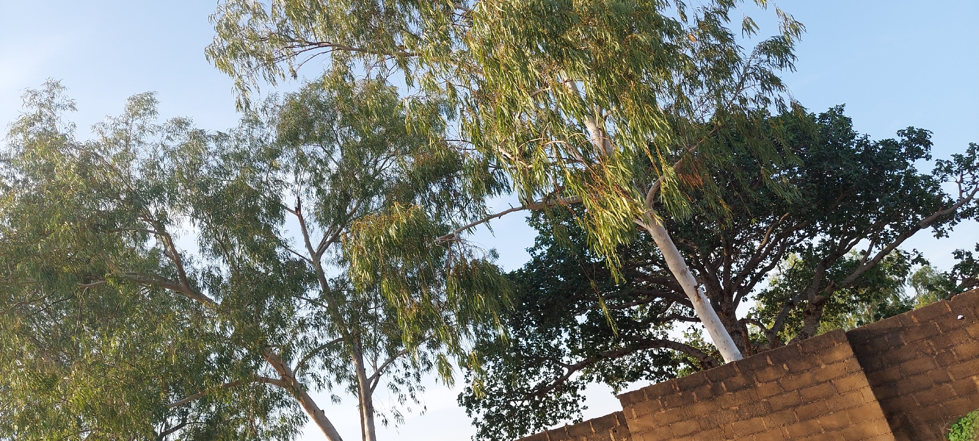 The image depicts a scene of natural elements with a touch of man-made structure. In the foreground, a light-colored brick wall runs diagonally across the lower right portion of the frame. Beyond the wall, a tall tree with a light-colored trunk and sparse, elongated green leaves is prominently featured. Its branches extend upwards and outwards, some reaching towards the clear, pale blue sky. To the right and behind this tree, another tree with a denser canopy of dark green leaves is visible. The background consists of a bright, cloudless sky. The overall impression is one of a bright, possibly sunny day, with a focus on the interplay of foliage and the sky, contrasted by the textured brickwork. The setting appears to be an outdoor environment, likely a garden or open space within a residential or public area in Jalingo, Nigeria.