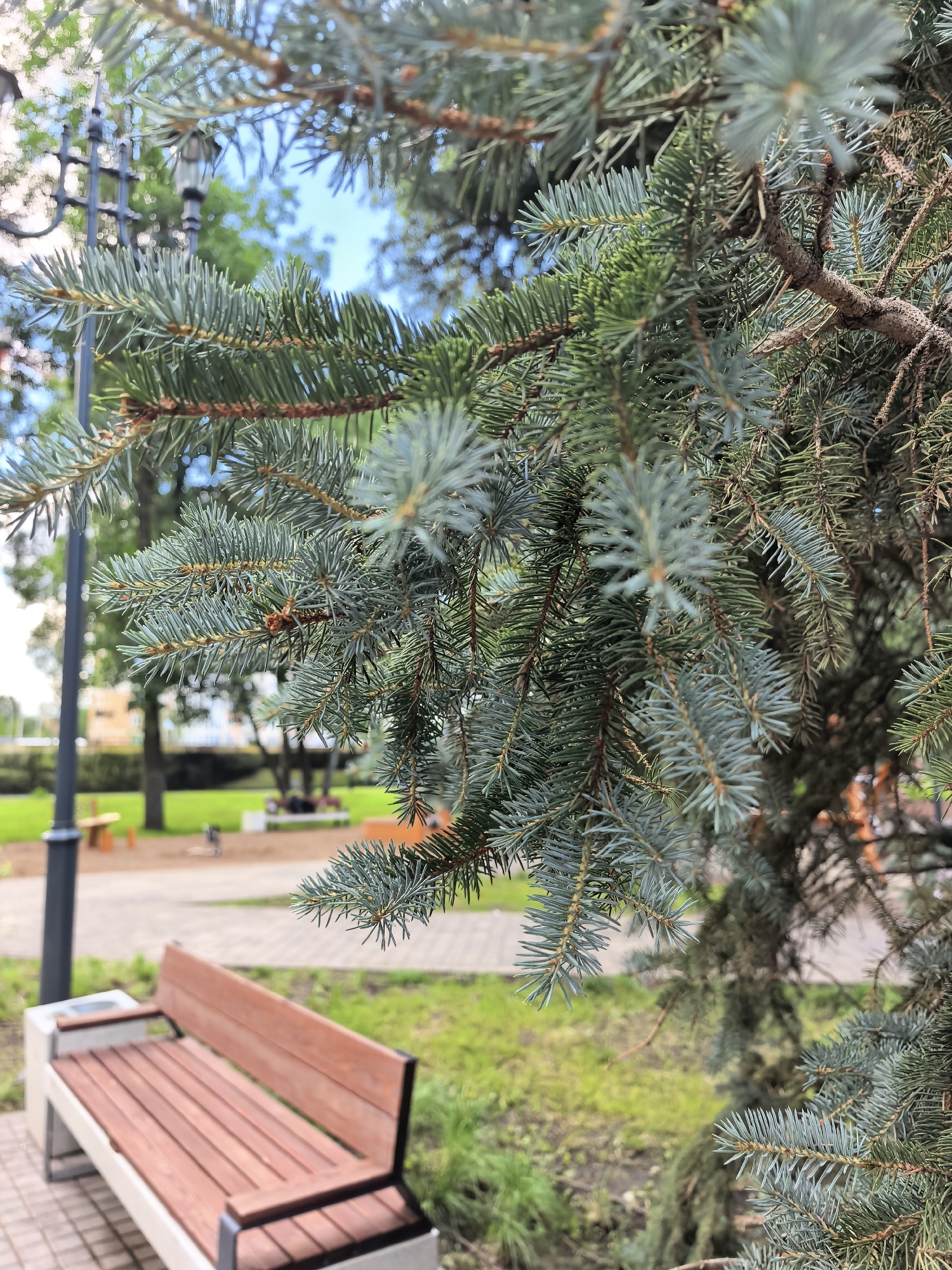 The image shows a close-up of blue spruce branches in a park setting. In the background, a wooden bench with concrete supports is visible, along with a lamppost and green grass. The overall scene suggests a public park or outdoor recreational area. The presence of a bench and lamppost indicates an urban or suburban environment. Without further context, it is not possible to confirm the specific location within Sterlitamak, Russia. There are no people clearly visible in the image. The focus is on the natural elements of the park, specifically the evergreen branches.