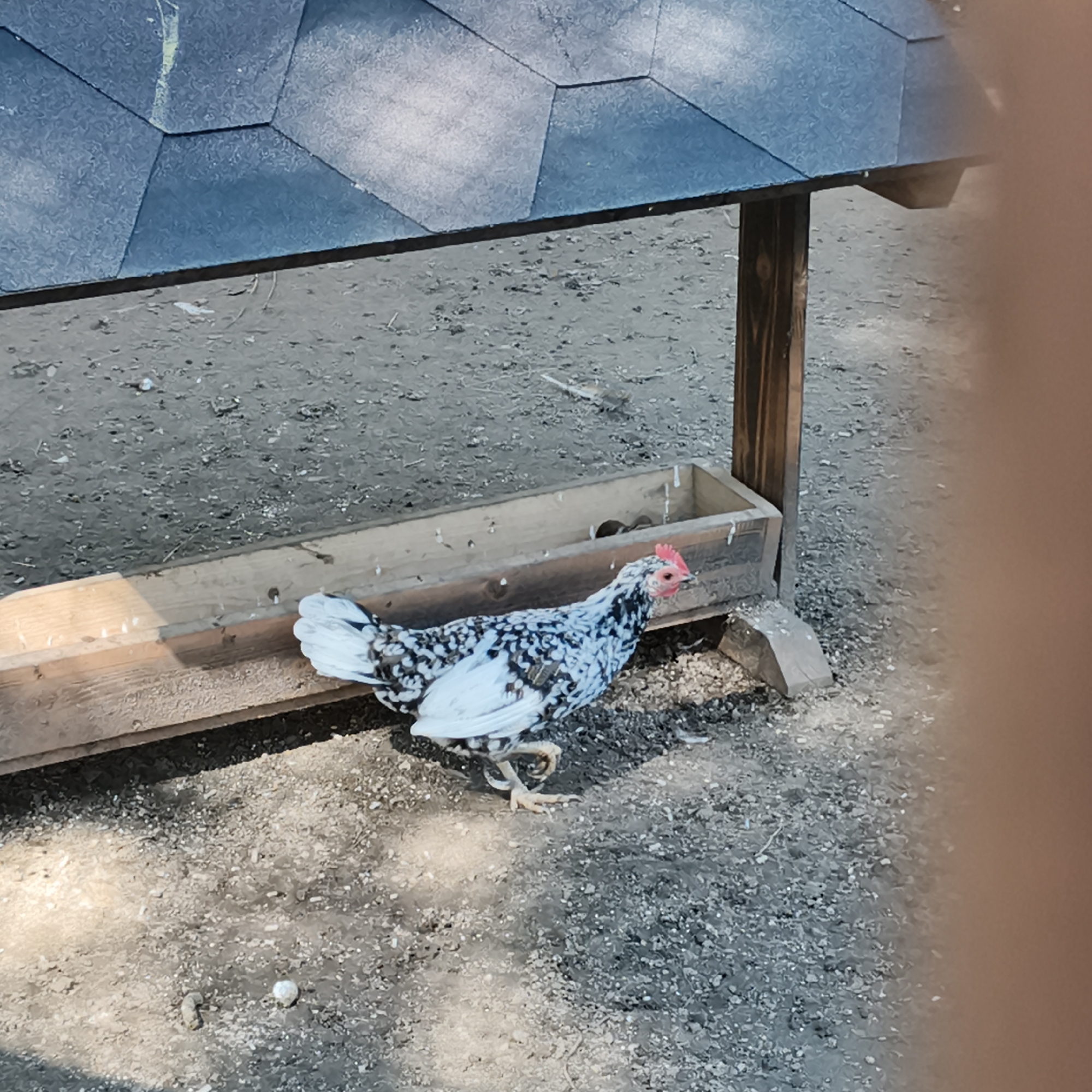 A black and white speckled chicken with a red comb and wattle stands next to a wooden trough filled with feed. The chicken is positioned to the right of the trough, facing right. The trough is placed on the ground, which is covered in dirt and small stones. Behind the trough is a wooden support structure, and above that is a dark, textured roof. The scene appears to be an outdoor enclosure, possibly a chicken coop or yard. There are no visible people or other animals in the image. The image does not provide any specific information about its location in the city of Chaikovsky, Russia.