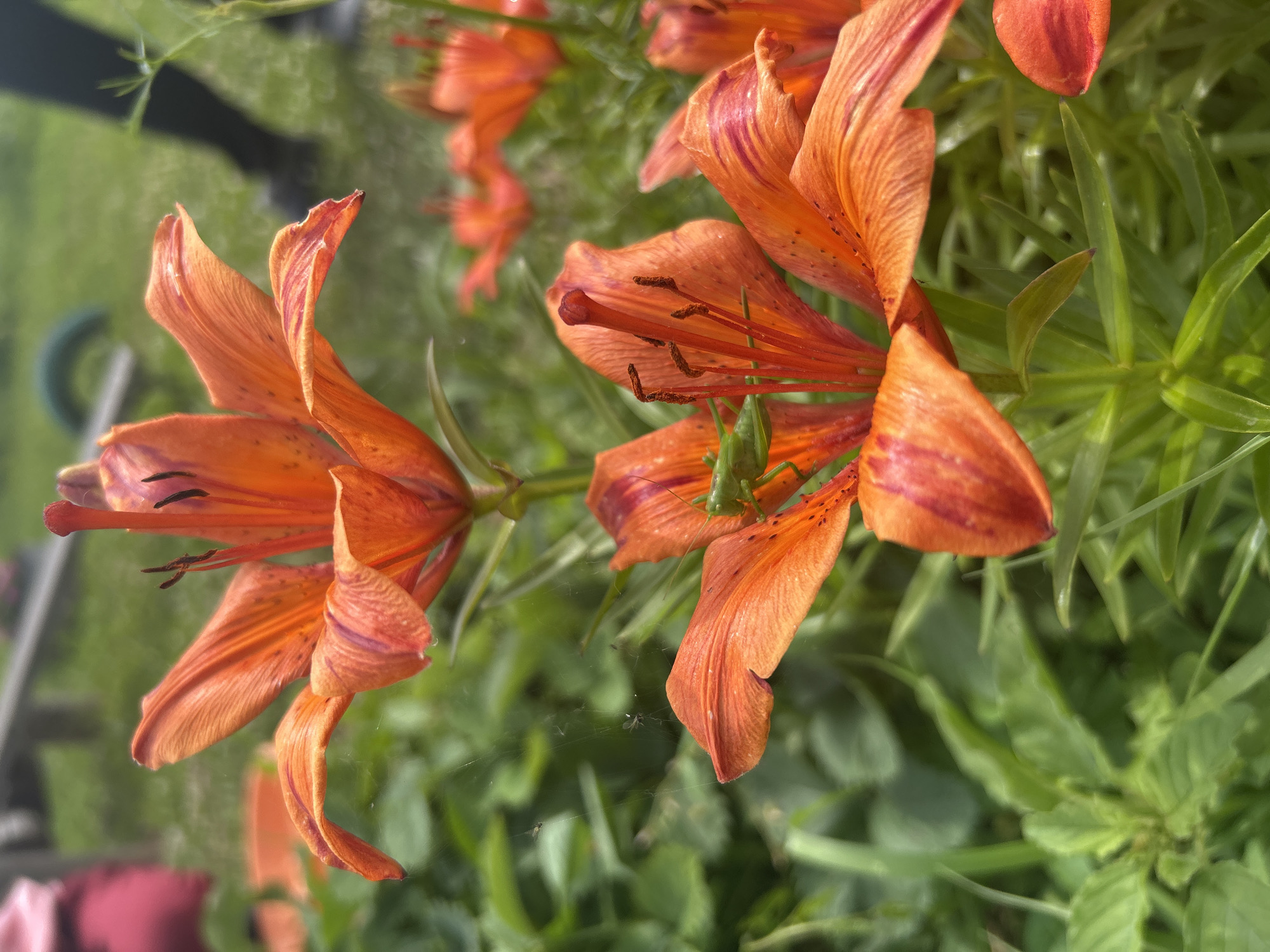 This is a close-up, eye-level outdoor shot of orange lilies. The foreground lily has a green grasshopper perched on its petals. Behind it, another lily is slightly out of focus. In the background, a blurred scene shows green grass, the legs of a person wearing dark pants and shoes, and hints of other lilies. The lighting is natural, suggesting daytime. The image is in focus on the lilies and the grasshopper. The scene is set in Staraya Sal'ya, Russia, likely a garden or park.