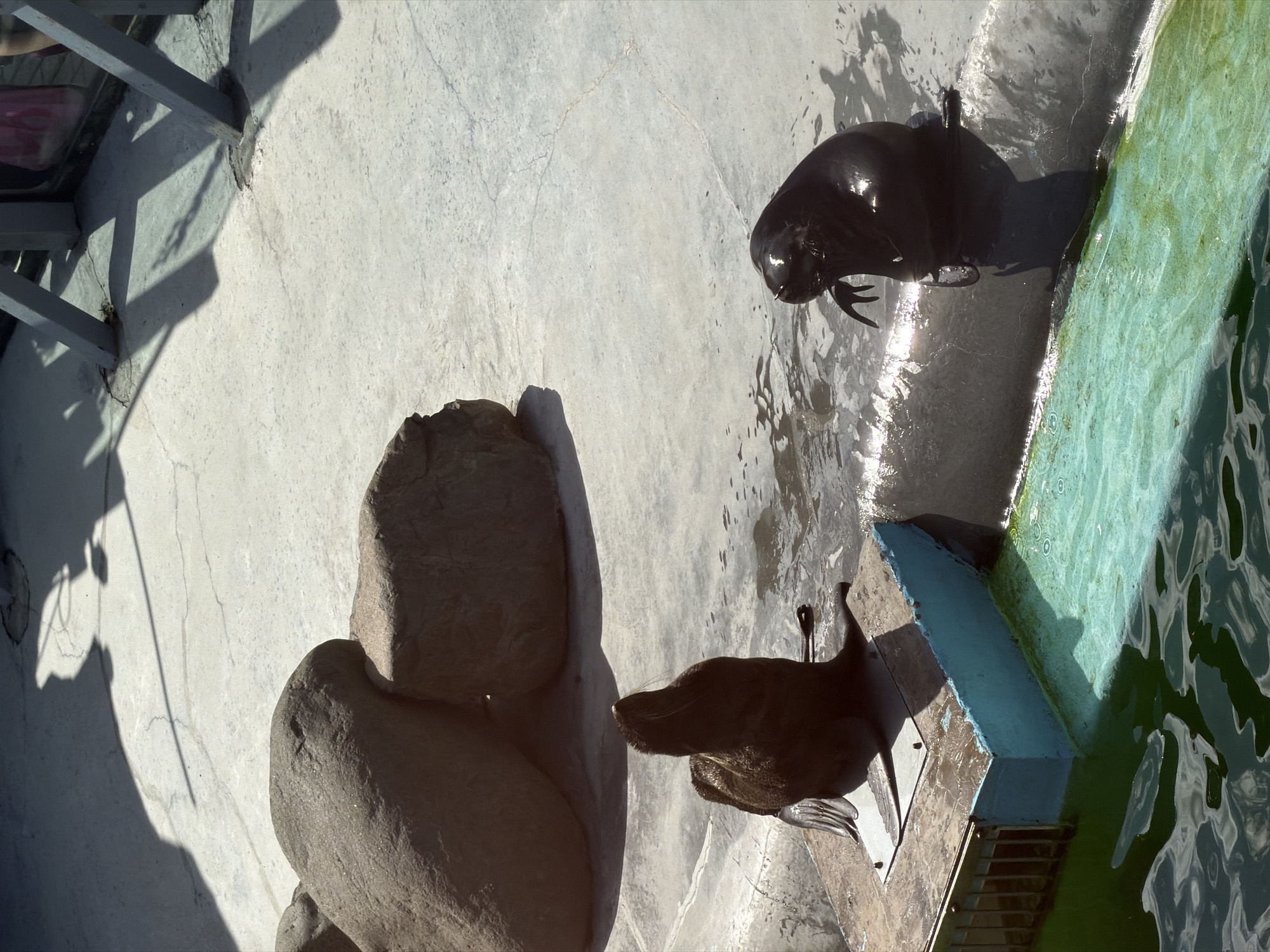 Two sea lions are in an enclosure with a pool of water and a concrete area. One sea lion is on a raised platform, and the other is at the edge of the pool. There are two large rocks in the background and shadows cast by a structure overhead. This image was taken at the Izhevsk Zoo in Izhevsk, Russia.