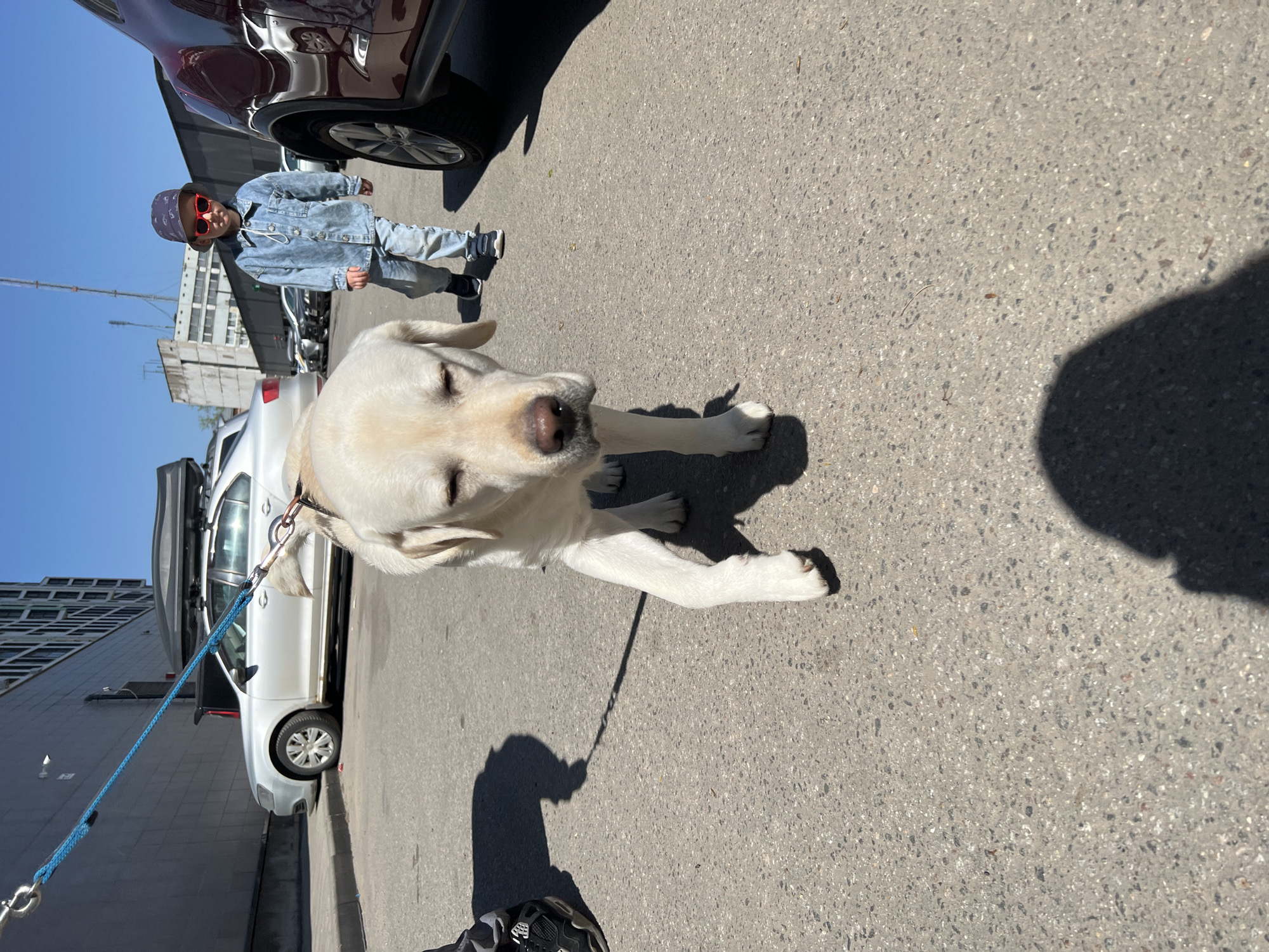 A white Labrador dog is the primary subject, standing on a paved surface. The dog is on a blue leash, and its shadow is cast on the pavement. A child wearing a denim outfit, sunglasses, and a head covering is visible in the background. Adjacent to the dog and child are parked cars, including a white vehicle with a luggage carrier on top and a dark-colored vehicle. The background includes a building, possibly a multi-story structure, and a utility pole or tower extending into the sky. The location appears to be an urban street or parking area, possibly in Mytishchi, Russia.