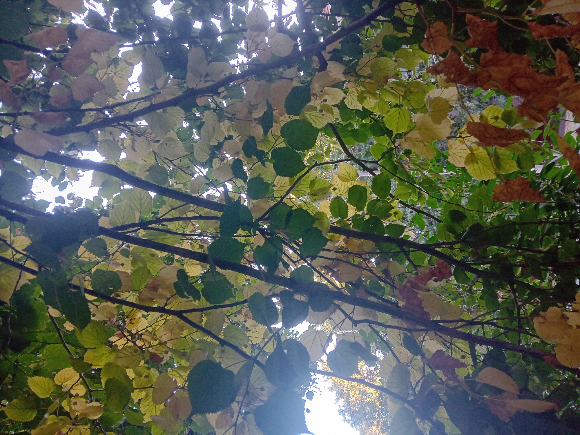 The image captures a close-up, low-angle view of tree branches and leaves, suggesting an outdoor setting, likely within a park or garden in Chuhuiv, Ukraine. The foliage displays a mix of green and yellow hues, indicating the transition into autumn. Some leaves appear dry and brown, scattered among the greener ones. Dark, slender branches crisscross the frame, providing structure to the scene. The background is somewhat obscured by the leaves, but hints of other trees with yellowing foliage and a bright sky are visible. The lighting suggests it might be late afternoon or early morning, with sunlight filtering through the canopy, creating some lens flare. There are no people or animals visible in the image.