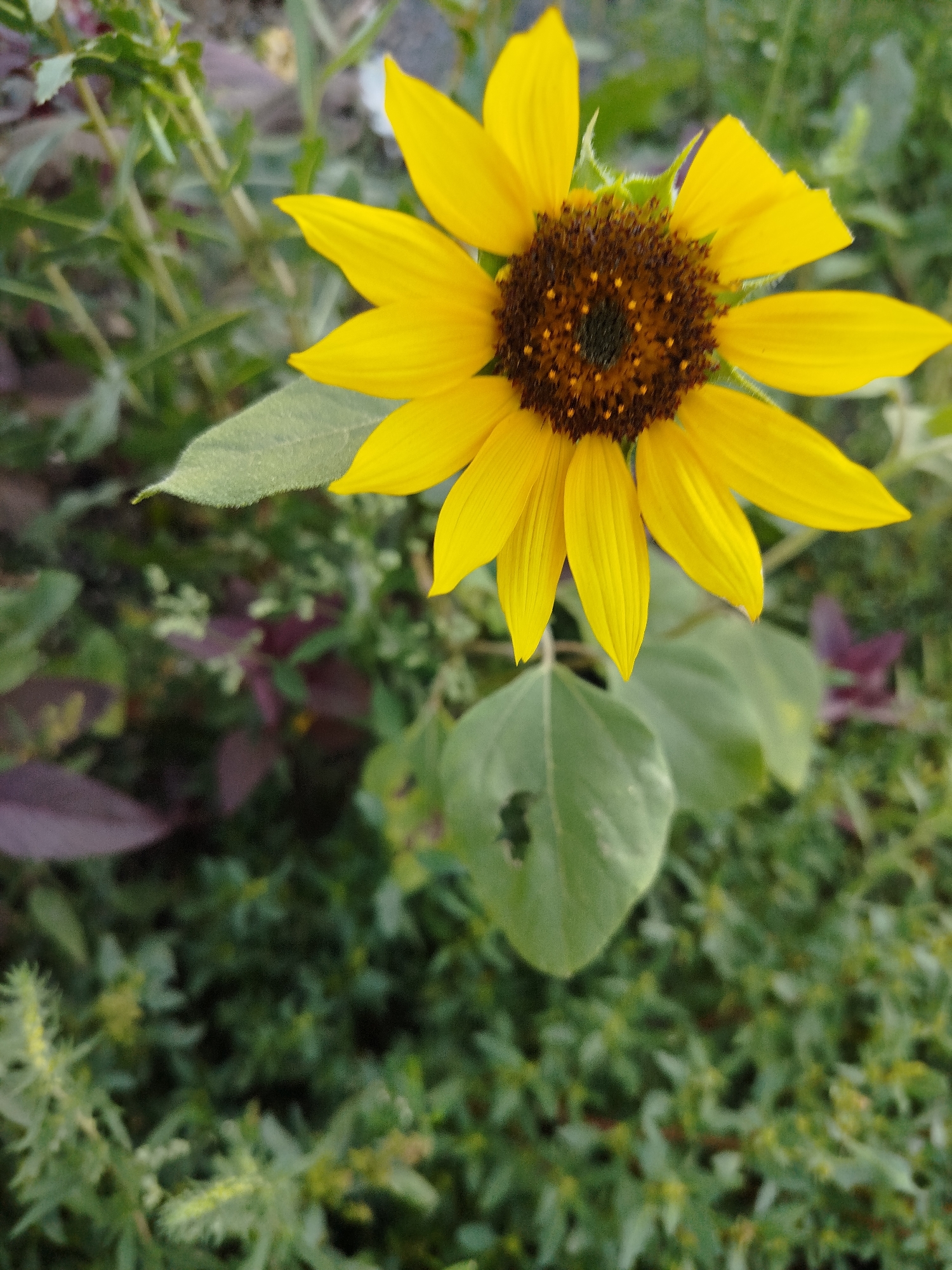 A close-up, eye-level shot features a single sunflower in bloom, its bright yellow petals radiating outward from a dark brown, seed-filled center. The sunflower is positioned slightly right of center in the frame. The background is a blur of green foliage, with hints of darker, reddish-purple leaves interspersed, suggesting a garden or natural outdoor setting. The lighting appears to be natural daylight, casting soft shadows and highlighting the textures of the petals and leaves. The image was captured in Qarağandı city administration, Kazakhstan.