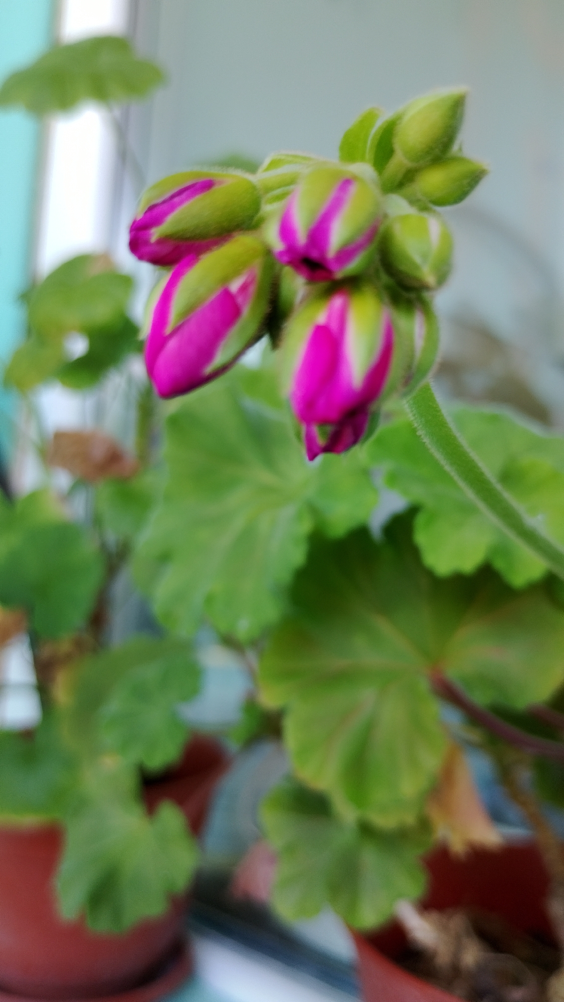 This is a close-up, vertically oriented photograph of a cluster of fuchsia-colored geranium flower buds against a blurred background. The buds are tightly closed, with pointed tips and green sepals partially covering the vibrant pink petals. Some of the buds show distinct pink stripes along their length. The stems and leaves of the geranium plant are a lush green, with some leaves exhibiting a lighter green hue and reddish veins. The plant appears to be in a terra cotta pot, visible in the lower left and right portions of the image. The background is out of focus, showing hints of a light-colored wall or window frame, and a light blue element. The scene is likely indoors or on a covered balcony, given the soft lighting and blurred background suggesting a controlled environment rather than an open outdoor space in Smolyan, Bulgaria. There are no people or animals visible in the image.