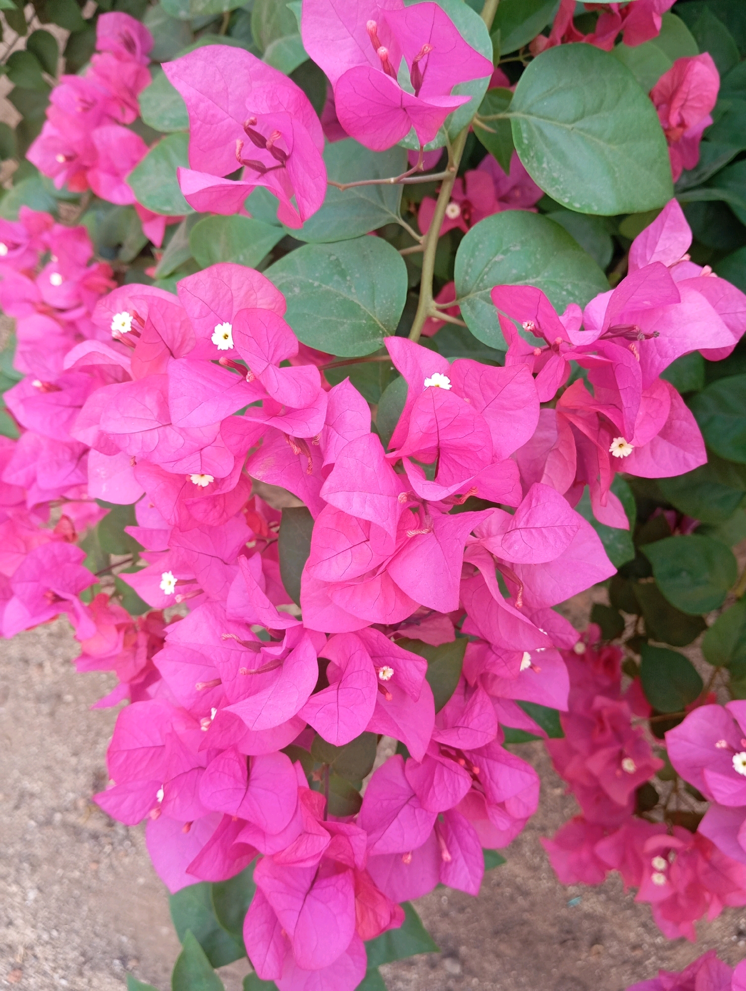 A close-up, overhead shot showcases a vibrant cluster of bright pink bougainvillea flowers and green leaves. The flowers are in various stages of bloom, with delicate white centers visible in some. The background is softly blurred, revealing hints of sandy ground and more foliage. The image appears to be a natural outdoor setting, possibly a garden or park in Leman Benawi, Indonesia, given the context.