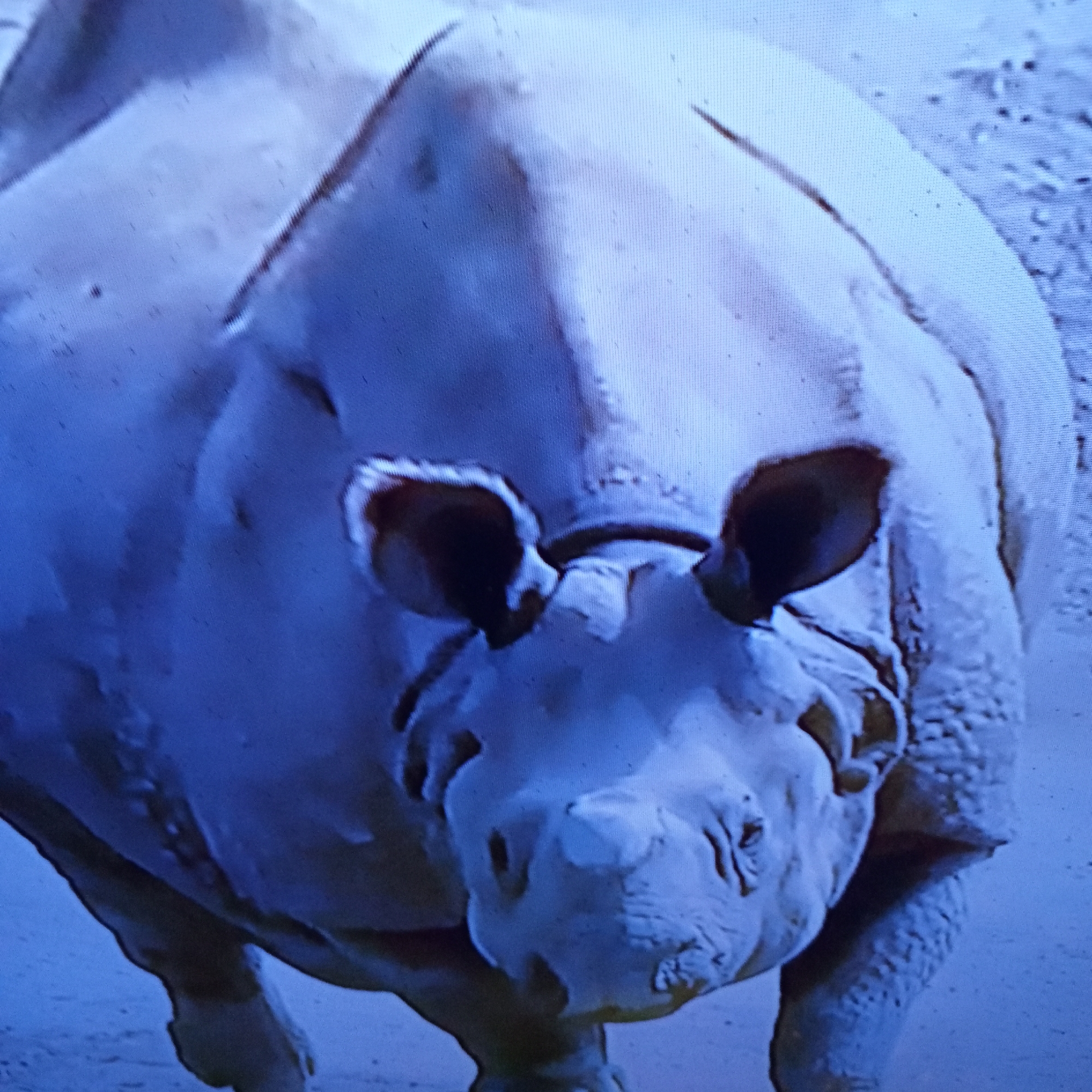 The image is a close-up, low-angle, medium shot of a rhinoceros. The rhinoceros is light-colored, with visible folds of skin. Its ears are prominent and dark. The eyes are small and dark. The snout is broad and wrinkled. The rhinoceros appears to be standing on a textured, sandy surface, which is a light brown color. The background is blurred and appears to be composed of more of the same sandy texture. The lighting is diffused, casting soft shadows and highlighting the contours of the animal's body. The image is taken from a perspective directly in front of the rhinoceros, looking slightly upwards. The overall tone of the image is cool, with a strong blue cast.