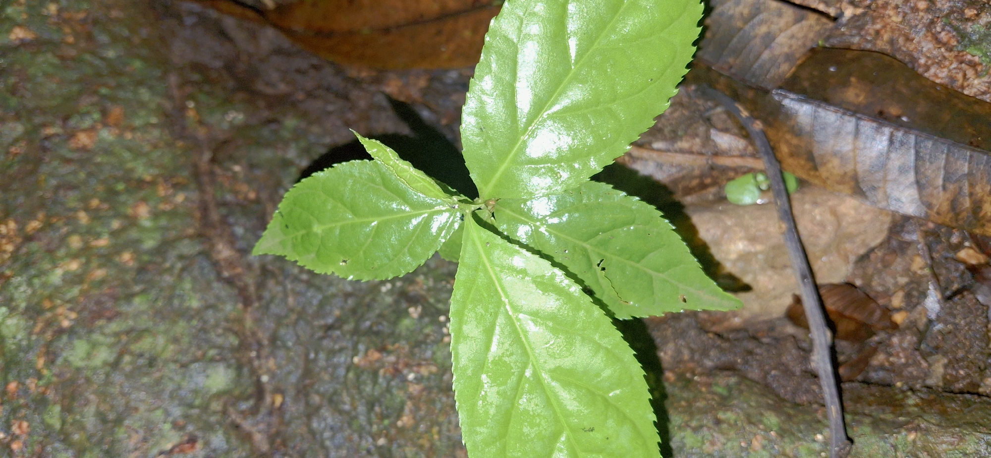 A close-up, eye-level shot showcases a young, vibrant green plant with serrated leaves. The plant is centrally located against a dark, rough, and textured background, possibly a moss-covered rock or tree bark. To the right, a dried, brown leaf lies on the damp, earthy ground, along with other fallen leaves and debris. A thin, dark twig extends horizontally across the lower portion of the frame, obscuring a small, green sprout peeking through the soil. The scene appears to be in a natural, possibly damp environment. The image quality is moderate, with some blur and a shallow depth of field. There are no people or animals visible in the image. The location is stated to be Vallecito, Venezuela, implying an outdoor, possibly forested or jungle setting.