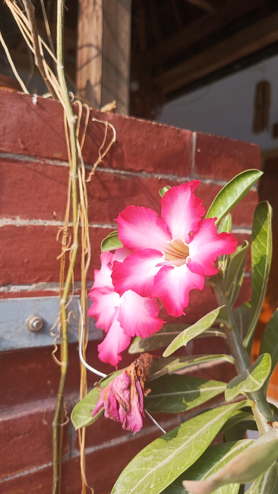The image shows a close-up of a pink and white desert rose flower against a brick wall in Babadan, Indonesia. The flower is in full bloom, with vibrant pink petals that fade to white in the center. A second, smaller flower is partially visible behind it. A dried, withered pink flower hangs from a stem to the left of the blooming flowers. Green leaves surround the flowers. A thin, dried vine is also present, intertwined with a metal pole or support attached to the brick wall. The background consists of a red brick wall and a wooden structure, suggesting an outdoor setting. The lighting suggests it is daytime, with sunlight casting shadows.