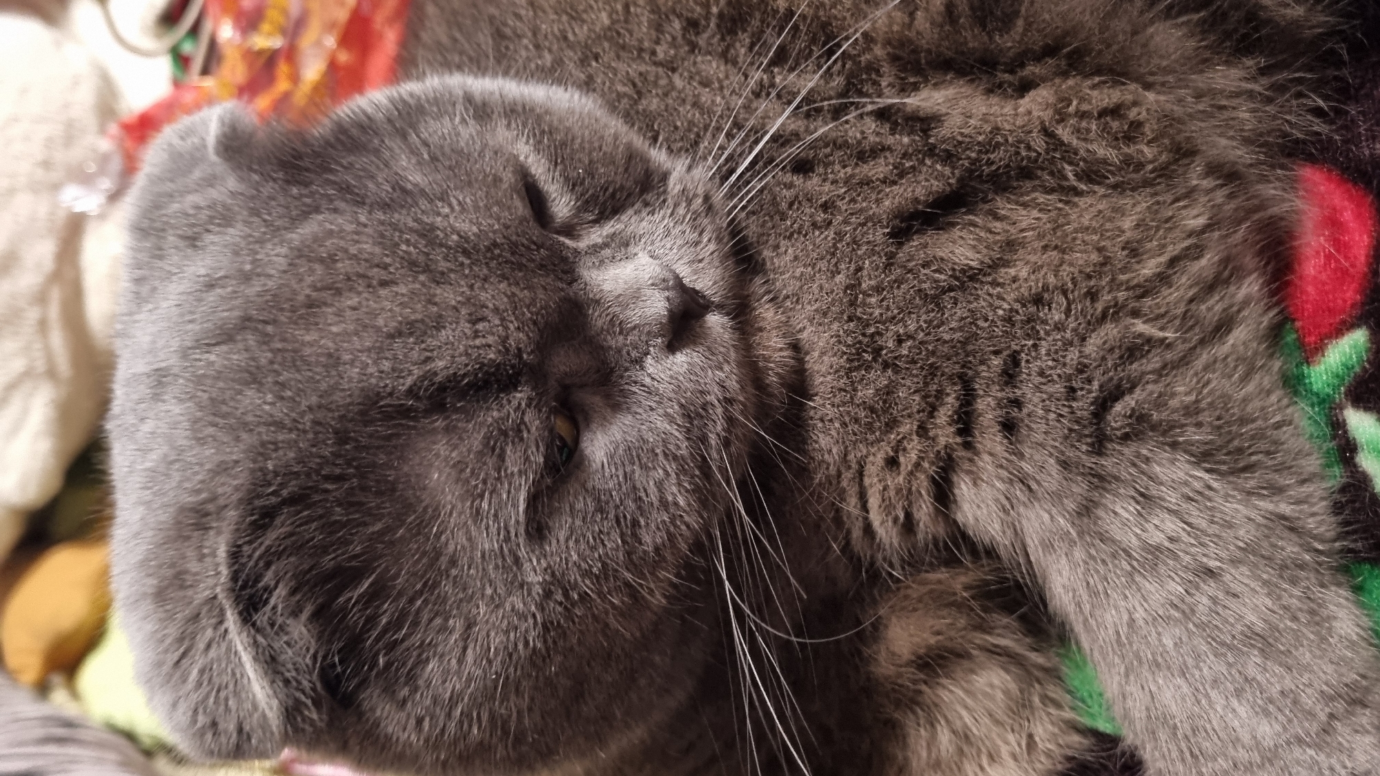 A close-up, vertical shot captures a grey Scottish Fold cat lying down, with its head slightly tilted and eyes partially closed. The cat's fur appears soft and dense, with a dark grey hue. Its distinctive folded ears are visible at the top of its head. Long, white whiskers extend outwards from its muzzle. The cat is positioned on a patterned blanket with red, green, and black colors. The background is blurred, with hints of beige and yellow fabric. The lighting is soft, creating a relaxed atmosphere. The image appears to be taken indoors in Vysokoe, Russia.