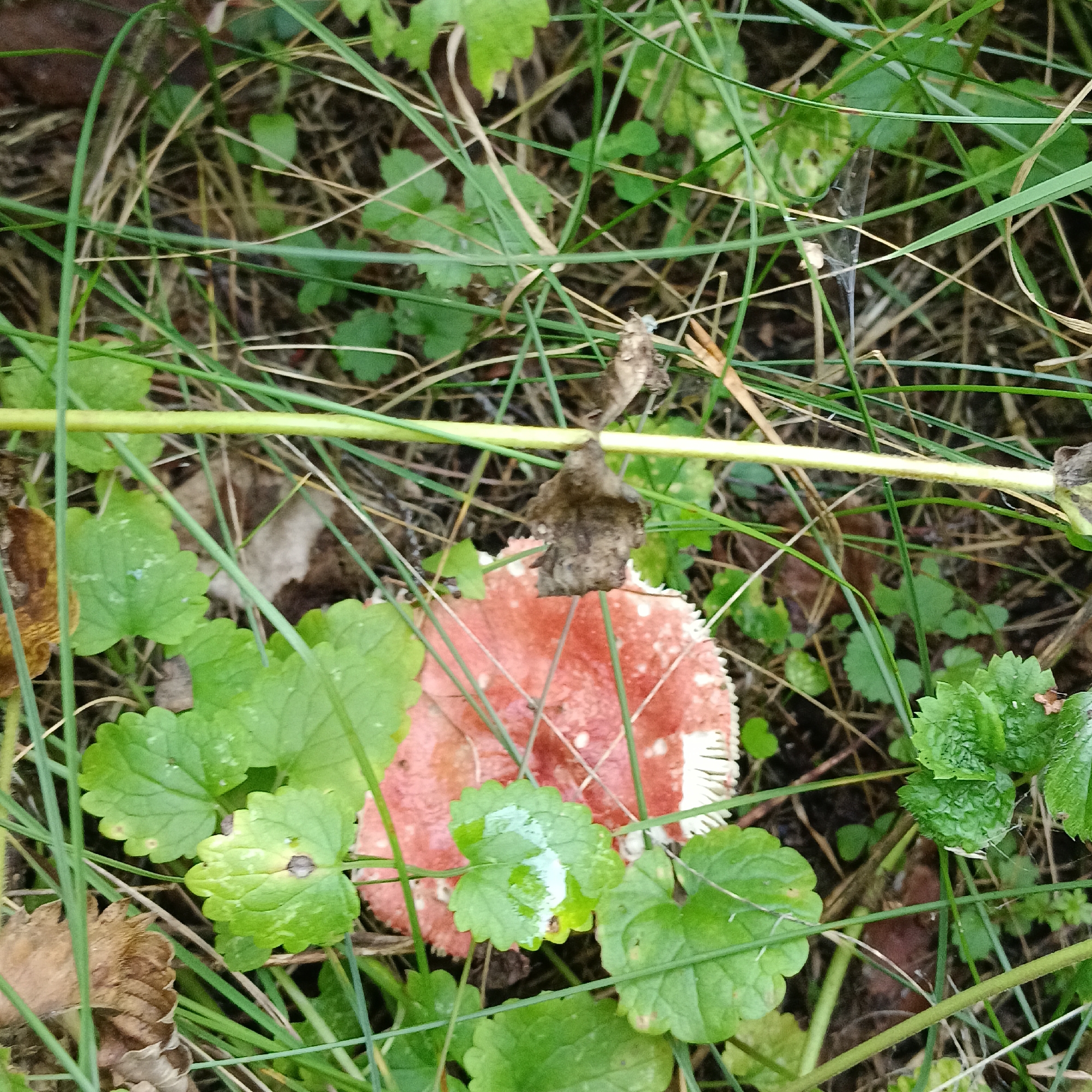A red mushroom with white spots is partially visible in a grassy area, likely in Novinki, Russia. The mushroom cap is round with a scalloped edge, and white gills are visible underneath. Surrounding the mushroom are various green leaves and blades of grass, some of which are wet. The ground appears to be dark soil and decomposing organic matter. A dried brown leaf or piece of bark is also present in the foreground. The scene is dimly lit, suggesting it might be overcast or shaded. There are no people or animals depicted in the image.