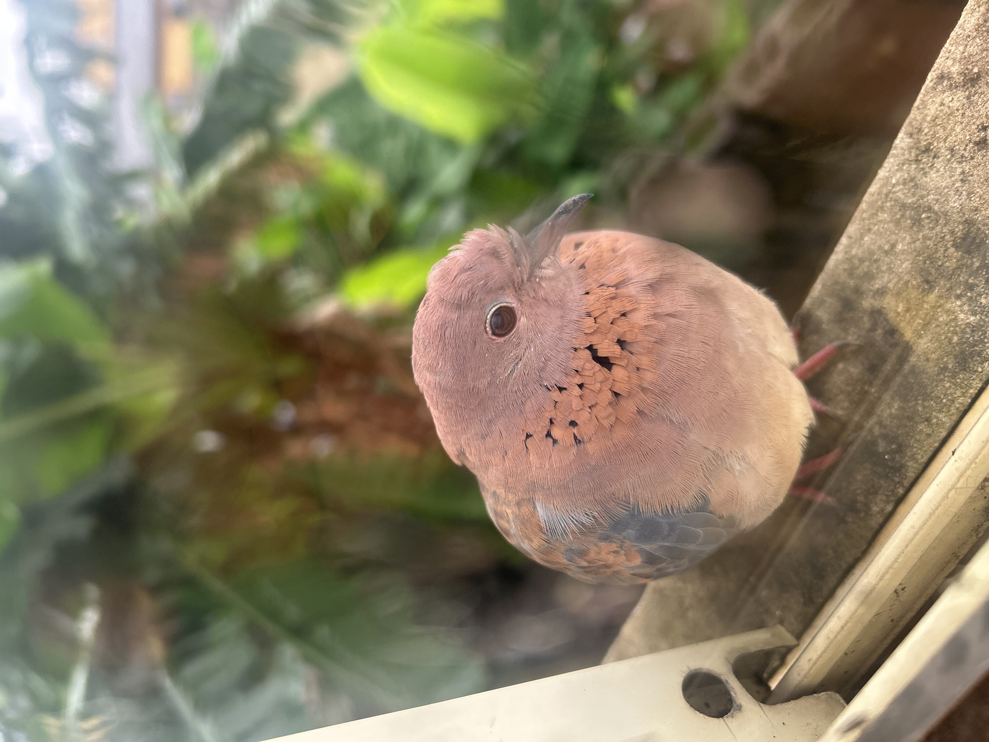 A dove with pinkish-brown plumage and dark speckles on its chest sits on a concrete ledge. The bird is positioned in the foreground, with a blurred background of green foliage and some buildings, suggesting an outdoor urban environment. The dove's eyes are dark and alert, and its beak is dark and pointed. The bird appears to be looking towards the right side of the frame. The image was taken at a slightly low angle, making the bird the central subject. This scene is located in Ikorodu, Nigeria.
