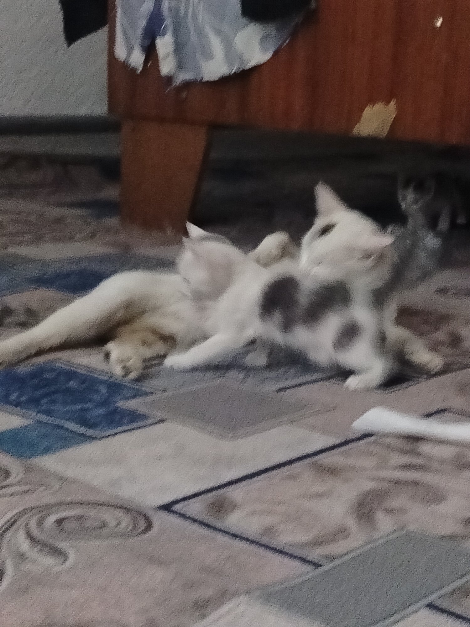 In an indoor scene, likely a residential setting in Көлкент, Kazakhstan, two kittens are present on a patterned carpet. One kitten, predominantly white, is lying on its back with its legs in the air. Another kitten, white with dark grey spots, is curled up next to the first. The kittens appear to be interacting or resting together. In the background, the leg of a wooden table or furniture is visible, along with a piece of fabric draped over it. The lighting is dim, and the image has a grainy quality.