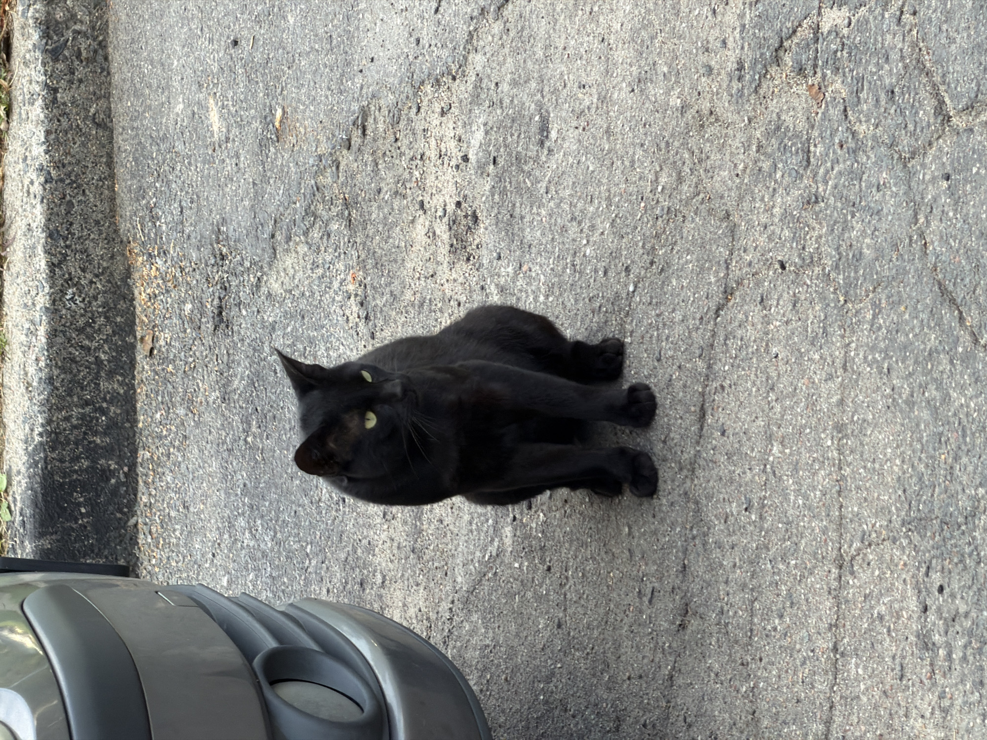 A black cat is sitting on cracked asphalt in front of a parked gray car. The cat is facing to the right of the frame, with its head turned slightly to look back towards the left. The cat's eyes are yellow and its ears are perked up. The car is partially visible on the left side of the image, and it appears to be a sedan. The asphalt is gray and appears worn, with several cracks and some loose gravel. In the background, there is a raised curb with some dry leaves and dirt on it. The lighting suggests it is daytime.