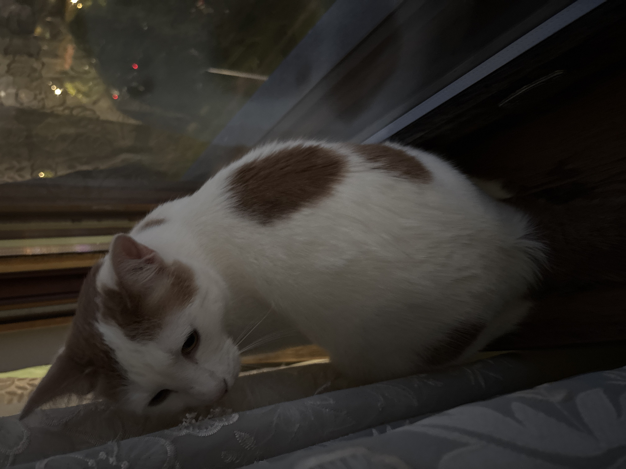 A white cat with orange patches sits on a windowsill next to a sheer curtain. The cat is looking out of a window at night, where Christmas lights are visible in the background. The cat's fur is mostly white with some orange markings on its head, back, and hindquarters. The cat is looking to the left, and its tail is hanging down. The windowsill is dark, and the curtain is a light gray color.