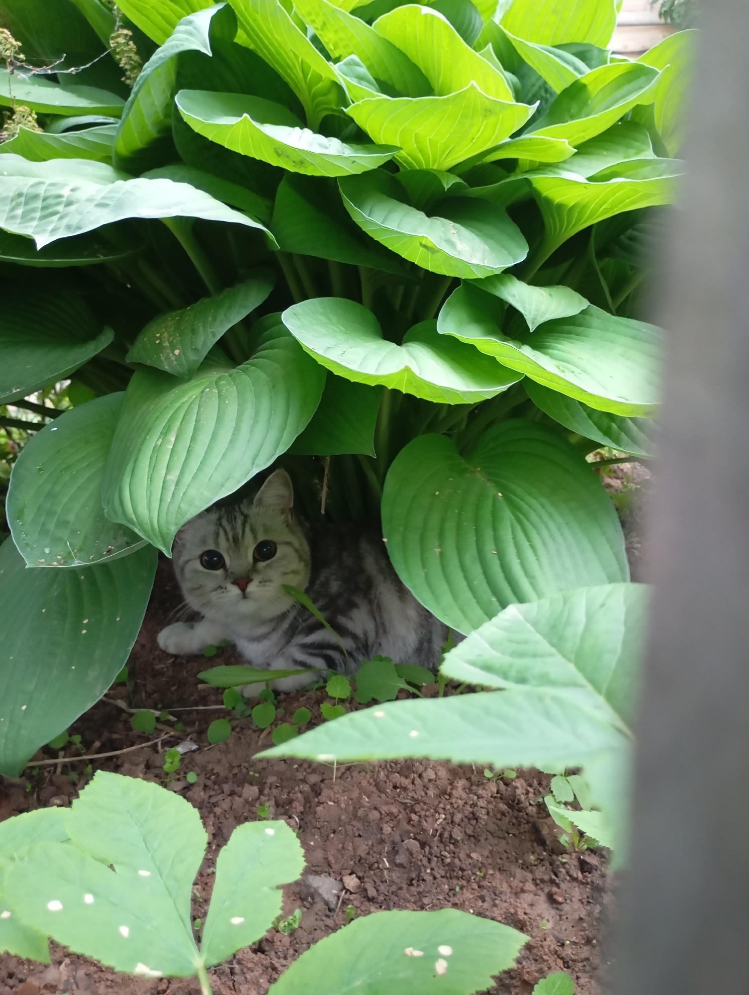 The image captures an outdoor scene in Фоки, Russia, within a garden setting. A small, short-haired domestic cat with silver-grey tabby markings is positioned on dark brown soil, partially concealed beneath the large, vibrant green leaves of a Hosta plant. The cat's face is directed forward, revealing prominent dark eyes, a small pink nose, and visible whiskers. Its front paws are visible, resting on the soil which contains sparse, small green plants. The surrounding environment consists primarily of dense, broad green foliage, with some leaves showing minor light blemishes. A dark, vertical, out-of-focus object partially obscures the right side of the frame. The scene is illuminated by natural light.
