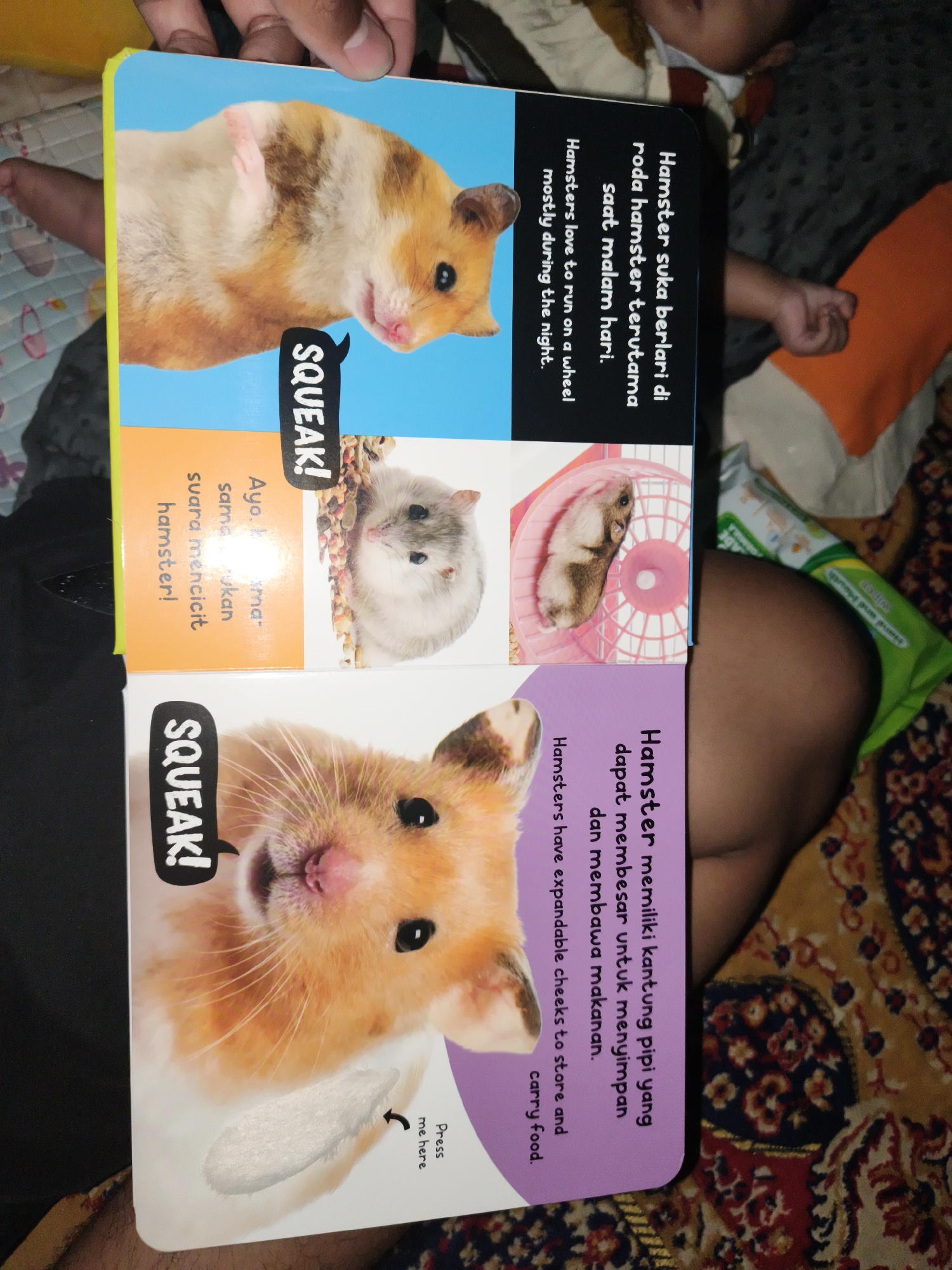 The image is a close-up, eye-level shot of an open children's book featuring hamsters. The book is open, revealing two pages. The left page shows a close-up of a hamster with an orange and white coat, lying on its back with its paws in the air. Above the hamster, a speech bubble graphic contains the word "SQUEAK!". Below this image is text in Indonesian. The right page contains two images of hamsters. The top right image shows a small, gray and white hamster in a pink hamster wheel. Below that is text in Indonesian. The bottom right page shows a close-up of another hamster with an orange and white coat, similar to the one on the left page, with a speech bubble graphic containing the word "SQUEAK!". Below the hamster on this page is text in English and a small graphic of a furry patch with the words "Press me here" pointing to it. The book appears to be on a patterned rug or blanket. The background is blurred, but it appears to be an indoor setting with some orange fabric visible. The overall scene is casual and domestic. The location of Barengkrajan, Indonesia, is not evident from the image itself.