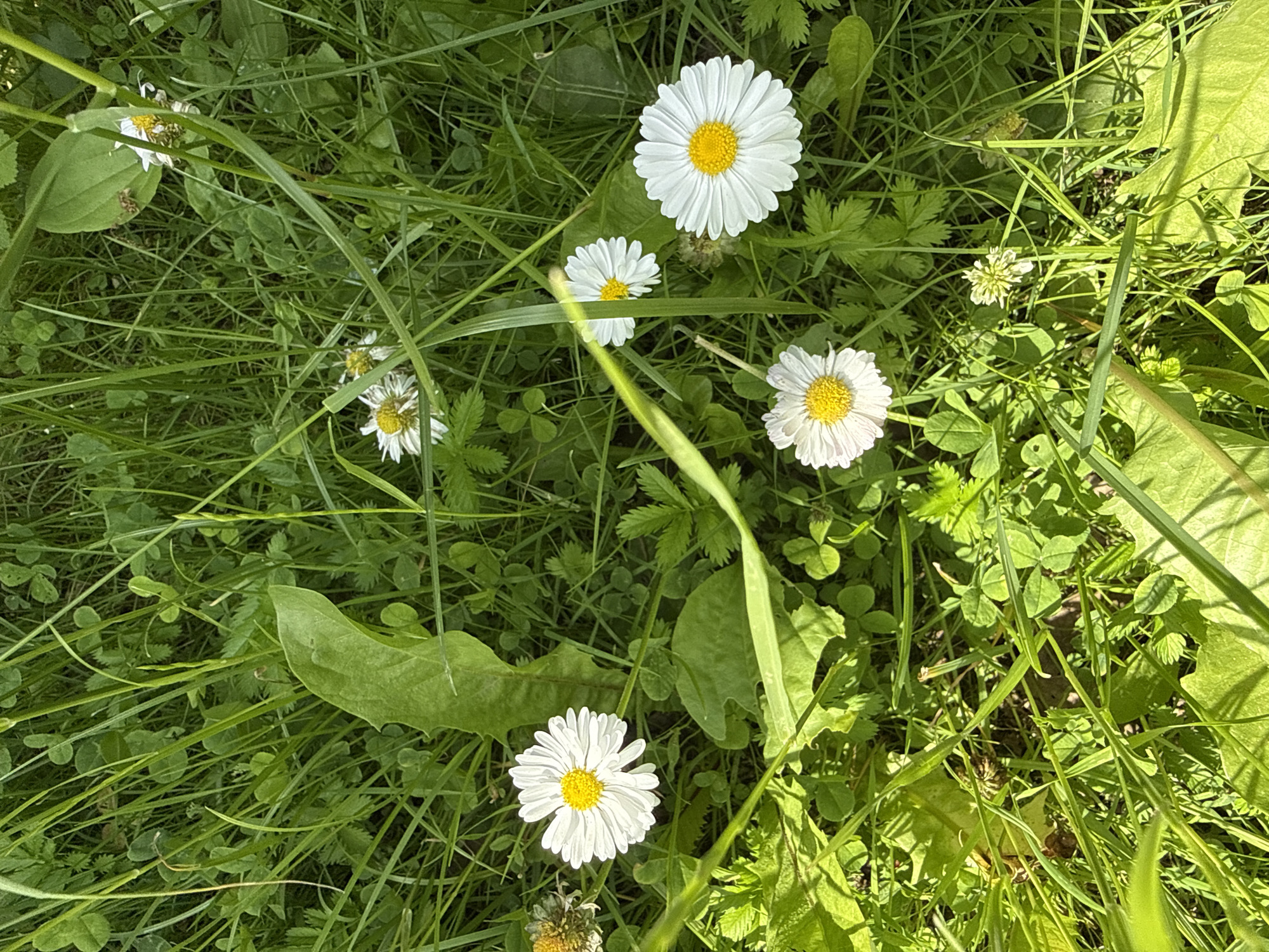 This media file is a close-up shot of a field of daisies and green grass, bathed in sunlight. The scene is set outdoors, in what appears to be a natural or semi-natural environment, possibly a meadow or garden. The time of day is likely daytime, given the bright illumination and shadows cast by the vegetation. The weather seems pleasant and sunny.
The primary subjects are several white daisies with yellow centers, scattered amongst the tall, vibrant green grass and other small green plants, including clover. Some of the daisies are in full bloom, while others appear to be older and slightly wilted. Long blades of grass dominate the foreground and midground, creating a sense of depth and texture. Large, broad green leaves are also visible, adding variety to the plant life.
There are no people or animals in the frame. The overall mood is peaceful and natural, evoking a sense of a warm, sunny day in the countryside. The location context of "Дзержинец-83 Снт, Russia" suggests a dacha or garden community area, consistent with the rural setting. There is no visible text in the image.