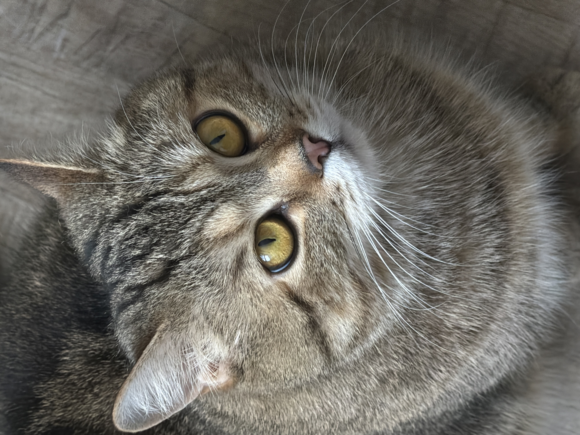 A close-up shot of a gray tabby cat. The cat is lying down, with its head tilted towards the viewer. The cat has yellow-green eyes, a pink nose, and white whiskers. The fur is dense and patterned with gray and black stripes. The background appears to be a neutral, possibly wooden surface. There is no information available to indicate the location in the city of Chaikovsky, Russia.