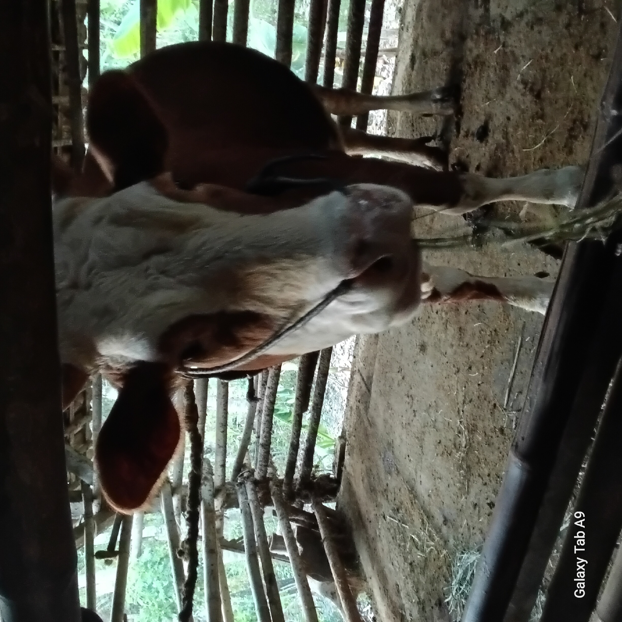 The image shows a cow inside a rustic wooden enclosure. The cow is mostly brown and white, with its head positioned towards the viewer. The enclosure appears to be made of rough-hewn logs and branches, with some visible hay or straw on the ground. The background suggests an outdoor environment with trees and foliage visible through the gaps in the enclosure. The "Galaxy Tab A9" watermark is visible in the bottom left corner, indicating the device used to capture the image. The scene is set in a rural area, possibly a farm or a backyard, within the city of Trenggalek, Indonesia.
