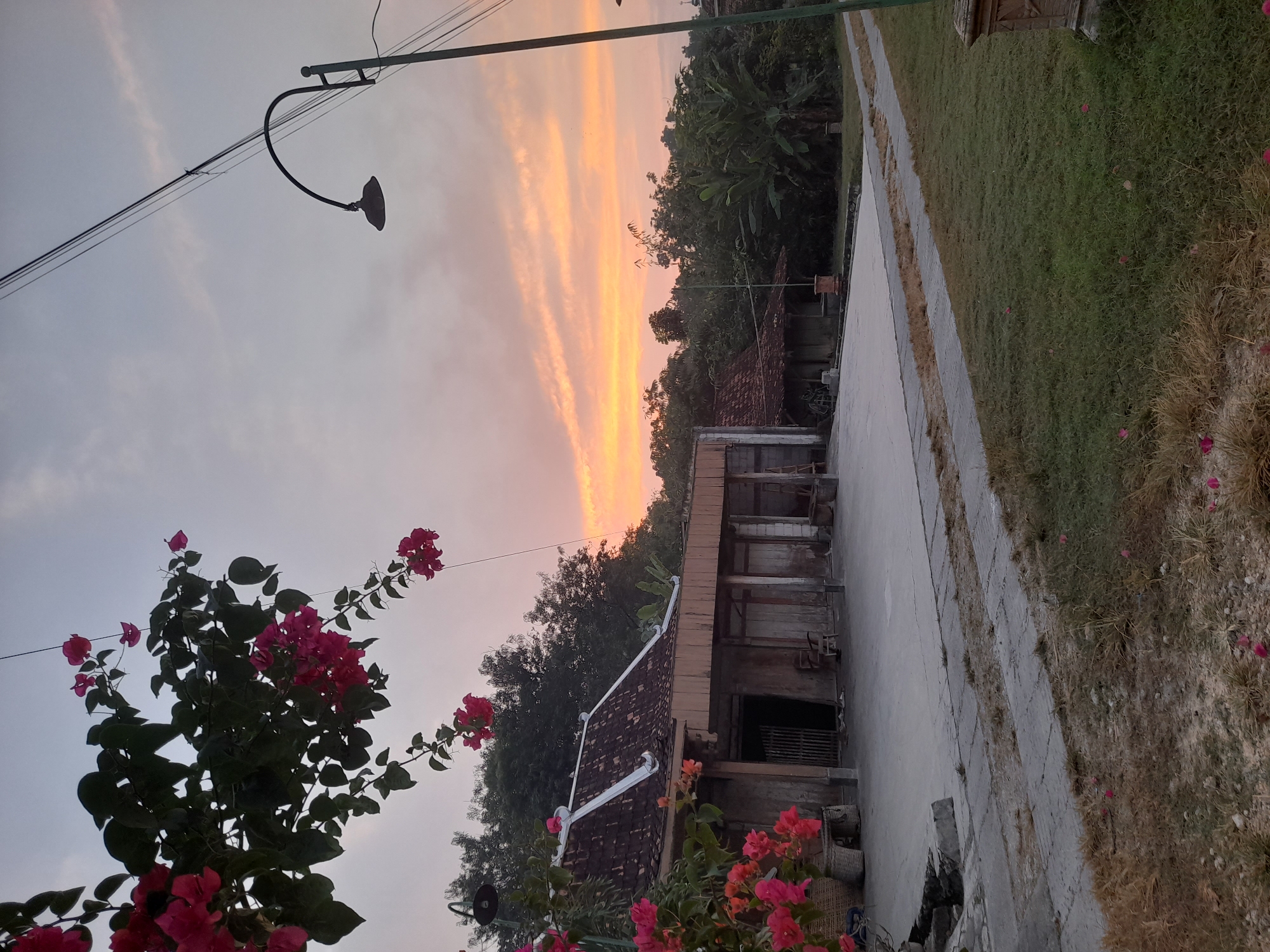 This image depicts an outdoor scene at dusk, possibly in Pulokulon, Indonesia. In the foreground, there is a paved area with some dry grass and fallen pink petals. To the left, a branch with vibrant pink bougainvillea flowers hangs from above, with more flowers in pots at the base of a building. The building, with a dark tiled roof and light-colored trim, has a rustic appearance with wooden doors and walls. Beyond the building, there is a dense line of trees, suggesting a rural or semi-rural setting. A tall street lamp with a curved arm and a bell-shaped fixture stands to the right, with power lines running overhead. The sky is painted with warm hues of orange and pink, characteristic of a sunset. The overall atmosphere is tranquil and serene, with the natural elements of flowers and trees contrasting with the man-made structures.