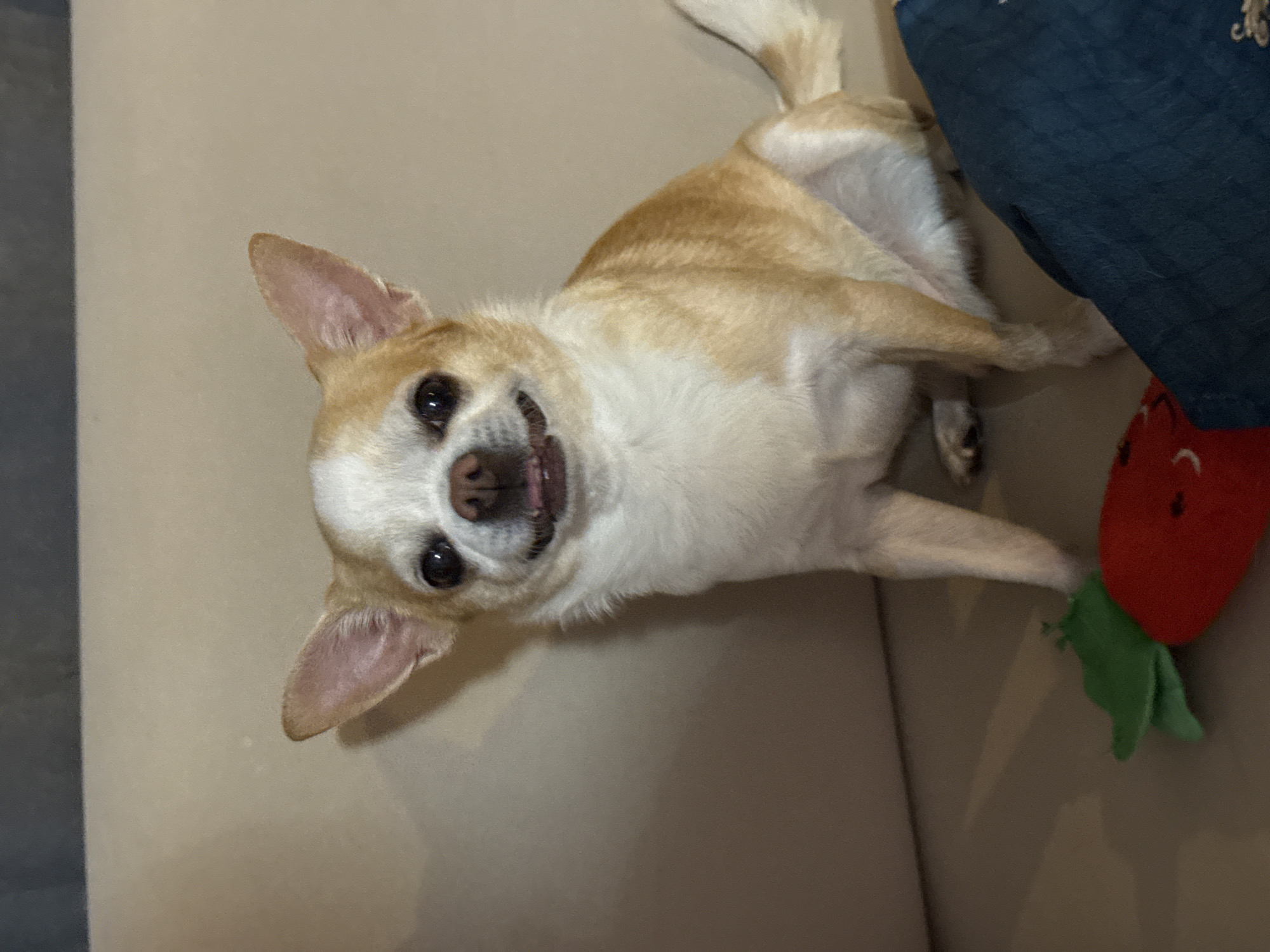 A chihuahua lies on a light brown couch with a blue blanket and a red plush strawberry toy with green leaves next to it. The dog has a white and tan coat, erect ears, and is looking directly at the camera with an apparent smile. The setting seems to be indoors. The location and presence of people are not determined from the given image.
