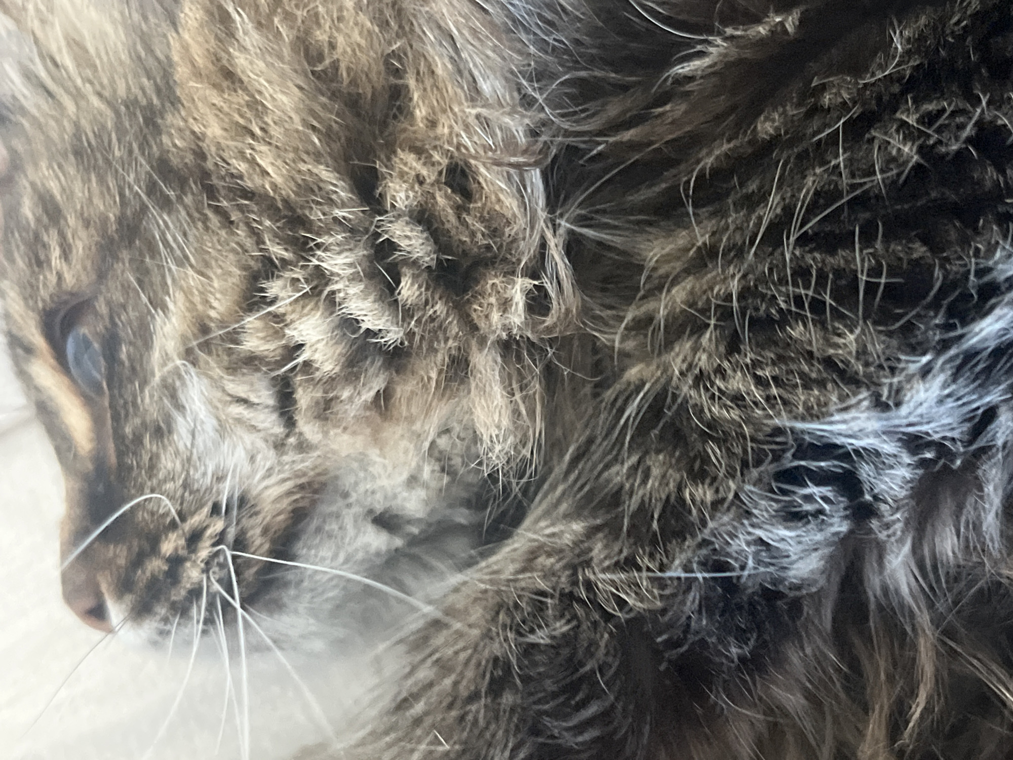 The image is a close-up, eye-level, outdoor, daylight, medium shot of a cat's face and fur. The cat is tabby and appears to be lying down. The focus is on the cat's fur, whiskers, nose, and one eye. The background is blurred and appears to be a light-colored surface. The image is not located in the city of Chelyabinsk, Russia.