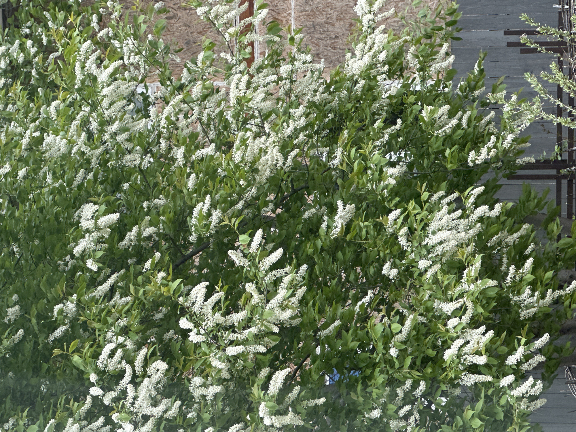 The image shows a dense bush with green leaves and numerous white flower clusters. The background includes a wooden fence and what appears to be the side of a building with light brown, possibly wooden, cladding. There are no people visible in the image. The scene appears to be outdoors in a residential or garden setting. The location in Aviator, Russia, is not directly discernible from the image.
