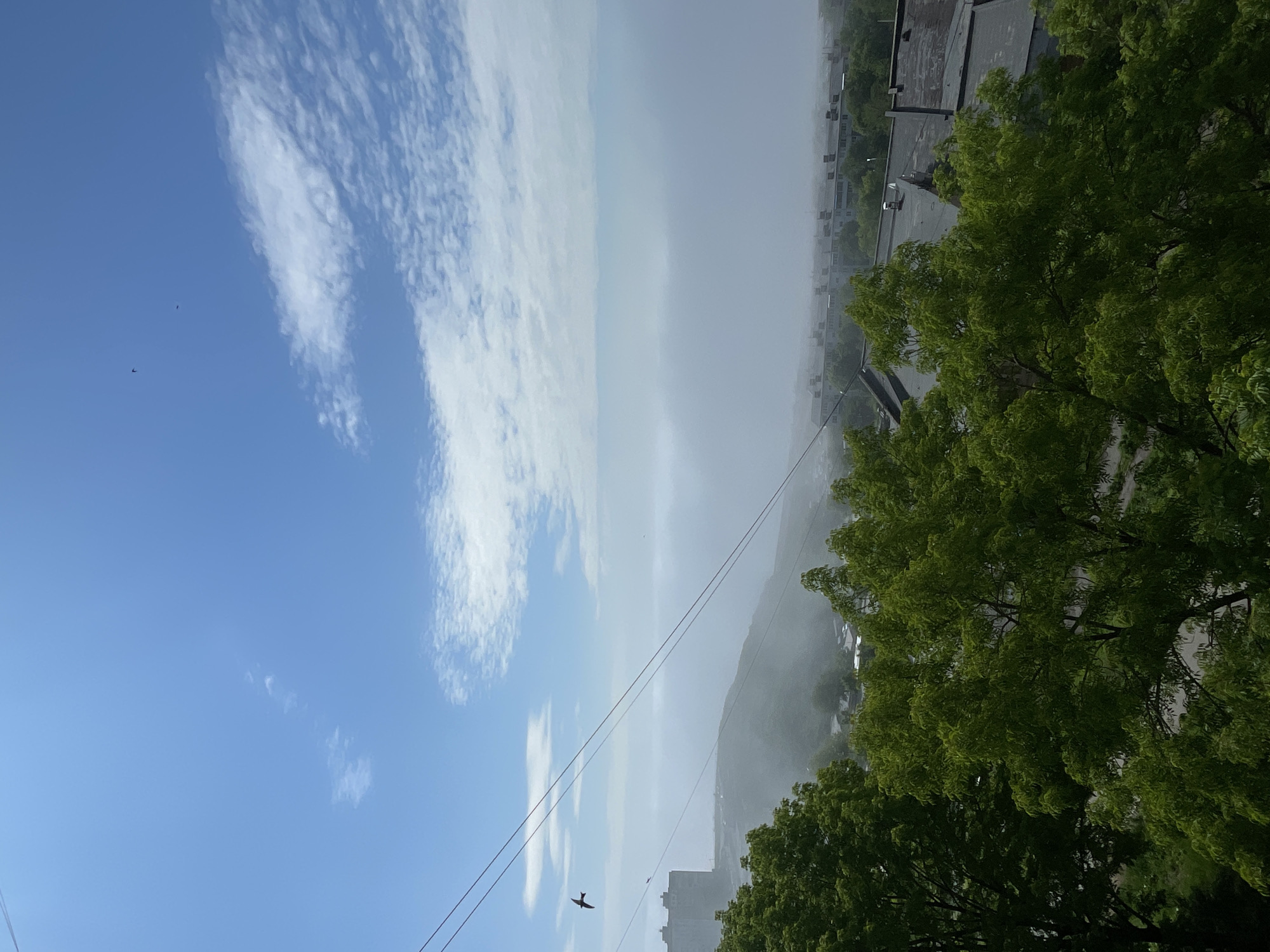 This image depicts a hazy cityscape of Vladivostok, Russia, on a bright, overcast day. In the foreground, lush green trees with dense foliage dominate the lower portion of the frame. Several power lines crisscross the sky. Two birds are visible in flight. In the mid-ground, a large building is silhouetted against the atmospheric haze, and a low-lying misty layer obscures the distant landscape and urban structures, which include multiple buildings with dark roofs. The sky above is a clear blue with scattered white clouds, creating a soft, diffused light across the scene.