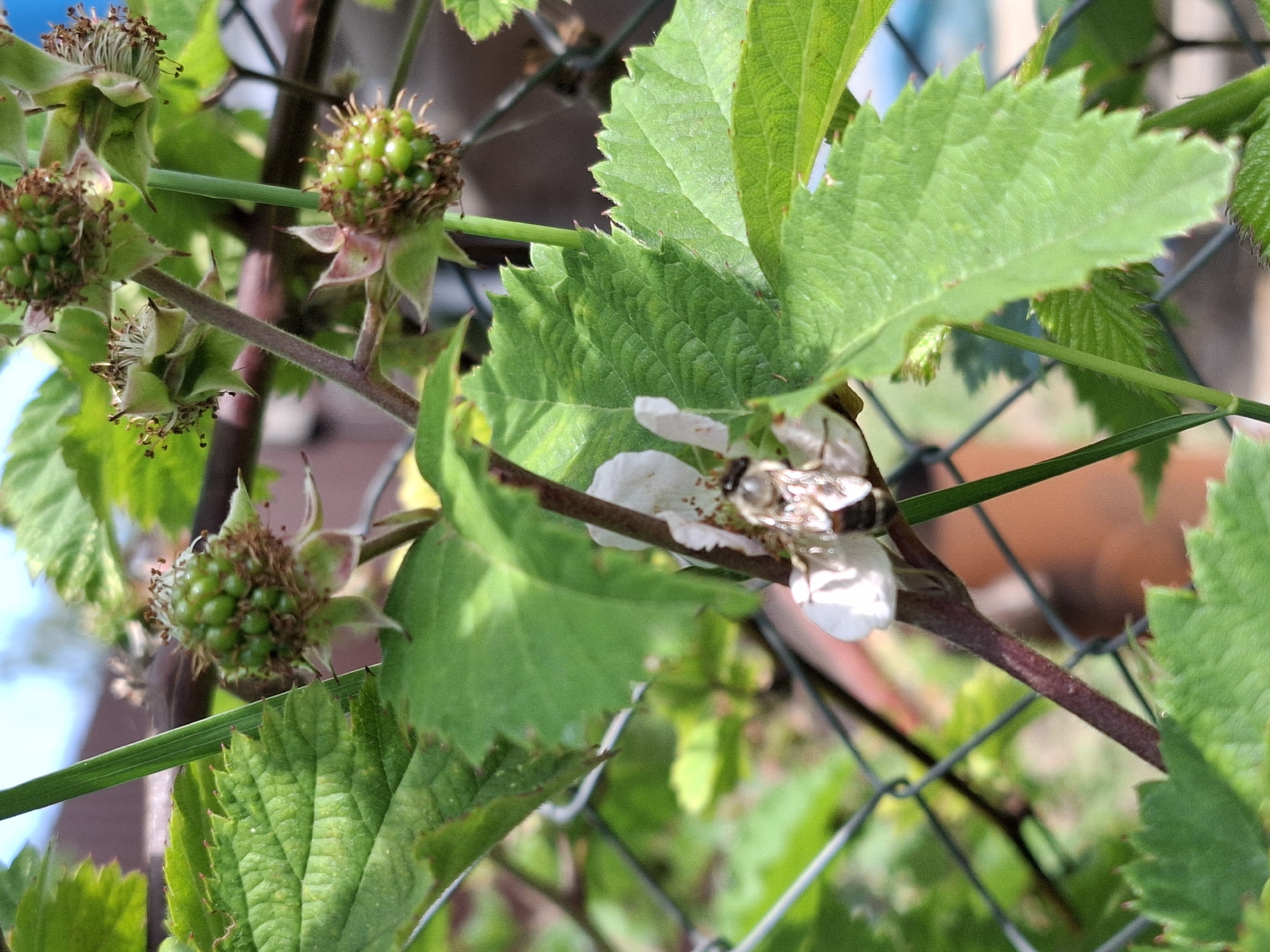 An extreme close-up shot captures a bee on a white flower with several green, unripe berries on a raspberry plant. The raspberry plant is growing on a chain-link fence. The background is blurred, showing some brown and green foliage, as well as a fence. The image was taken in Korenovsk, Russia.
