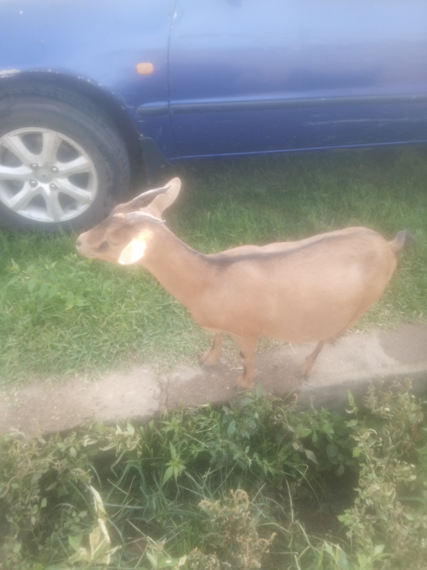 A medium shot shows a light brown goat standing on a concrete strip next to a patch of grass. The goat is facing left, with its head slightly lowered and turned towards the viewer. It has a tag in its ear. Behind the goat and to the left is the front wheel and side panel of a blue car. The car's wheel is silver and has multiple spokes. The ground is covered in green grass and some dry leaves. The scene appears to be outdoors during the daytime, with no specific weather conditions evident. The overall impression is a rural or semi-rural setting, possibly in Serti, Nigeria, where goats are common. There is no text visible in the image.