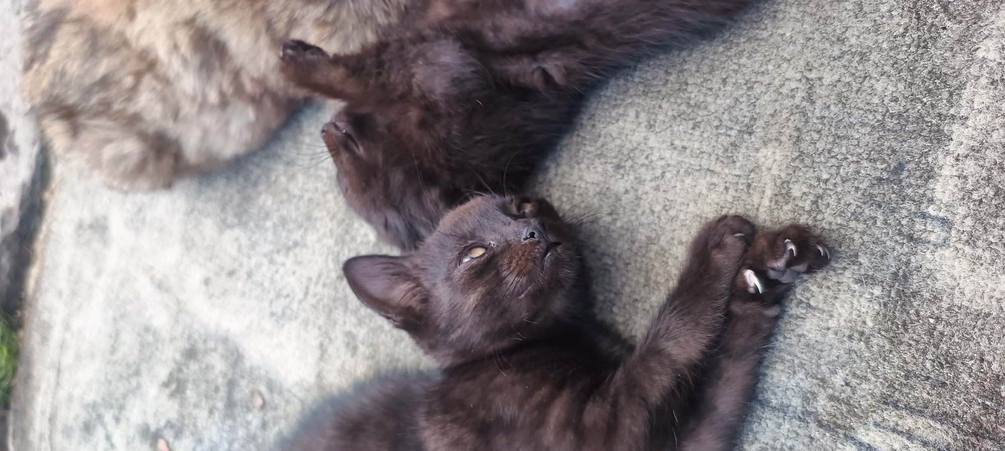 Two black kittens are lying on a gray, textured surface. One kitten is in the foreground, facing upwards, with its paws extended and claws visible. Its eyes are open and looking upwards. The other kitten is partially visible behind it, also lying on its back and looking upwards. A portion of a third, lighter-colored animal, possibly an adult cat, is visible at the top left of the frame. The lighting suggests it is daytime, possibly outdoors given the textured surface which could be concrete or rough ground. The kittens appear relaxed and comfortable. There is no visible text in the image.