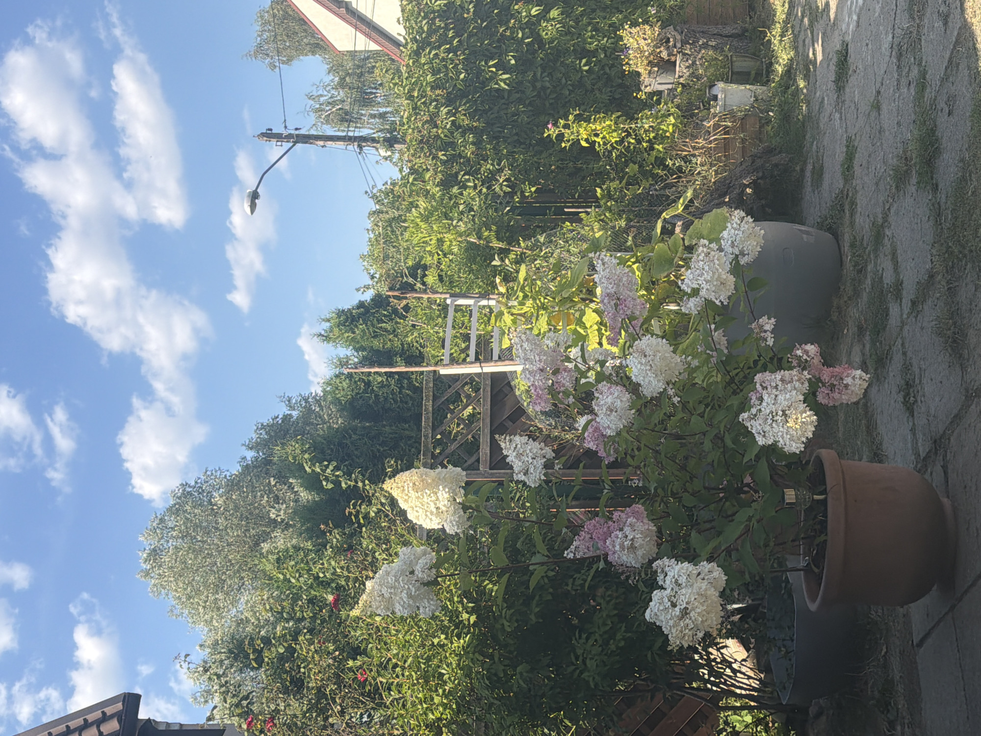 The image depicts a sunny outdoor scene in a residential backyard in Szczecin, Poland. The foreground is dominated by a terracotta pot containing a flowering hydrangea plant with large white and pink blossoms. To the left and behind this plant are large grey planters. The ground is paved with stone tiles, with patches of grass growing between them.
In the mid-ground, a wooden lattice fence runs horizontally across the scene, partially obscured by foliage. Behind the fence, lush green bushes and trees create a dense backdrop. A white ladder-like structure made of wood is leaning against the fence.
The background shows more greenery, including tall evergreen trees and a building with a brown tiled roof on the left, likely a house. On the right side of the background, a house with a cream-colored facade and a red-tiled roof is visible. A street lamp on a concrete pole with wires is also present in the background, positioned against a bright blue sky dotted with fluffy white clouds. The overall impression is a well-maintained, verdant garden on a clear summer day.