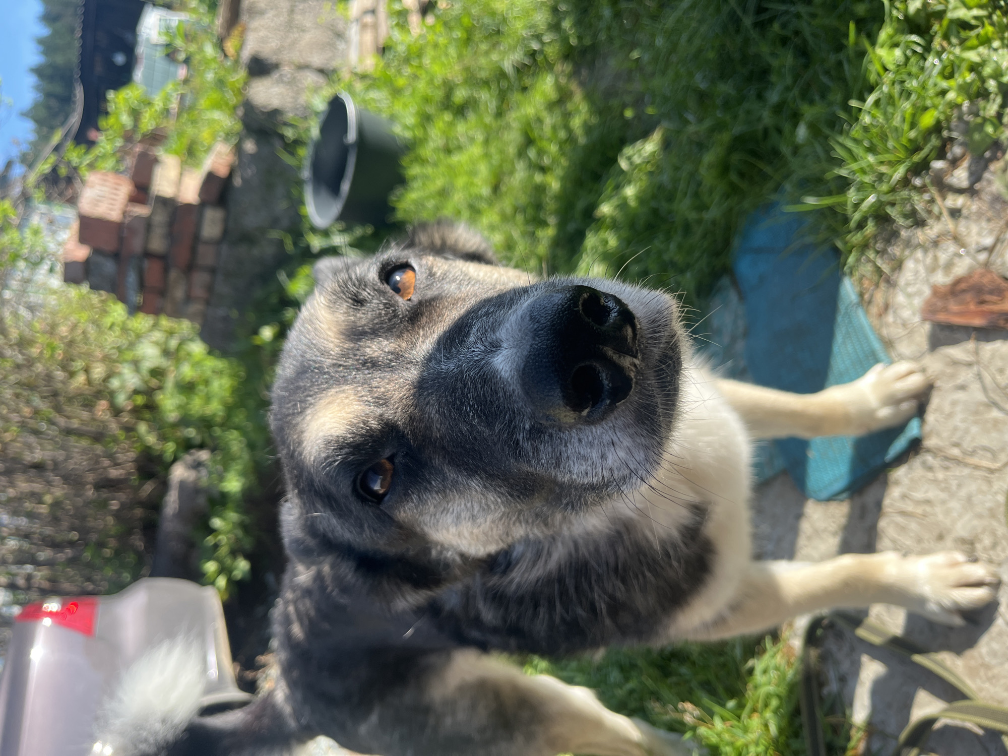 An outdoor, close-up, eye-level shot focuses on the face of a dog with dark and tan fur. The dog's eyes are amber and its nose is black. The background is blurred, showing green grass, a stack of bricks, a black bucket, and what appears to be a greenhouse. A light-colored vehicle with a red top is partially visible on the left side of the frame. The scene is illuminated by bright sunlight, casting shadows. The location is identified as Nizhny Tagil, Russia.