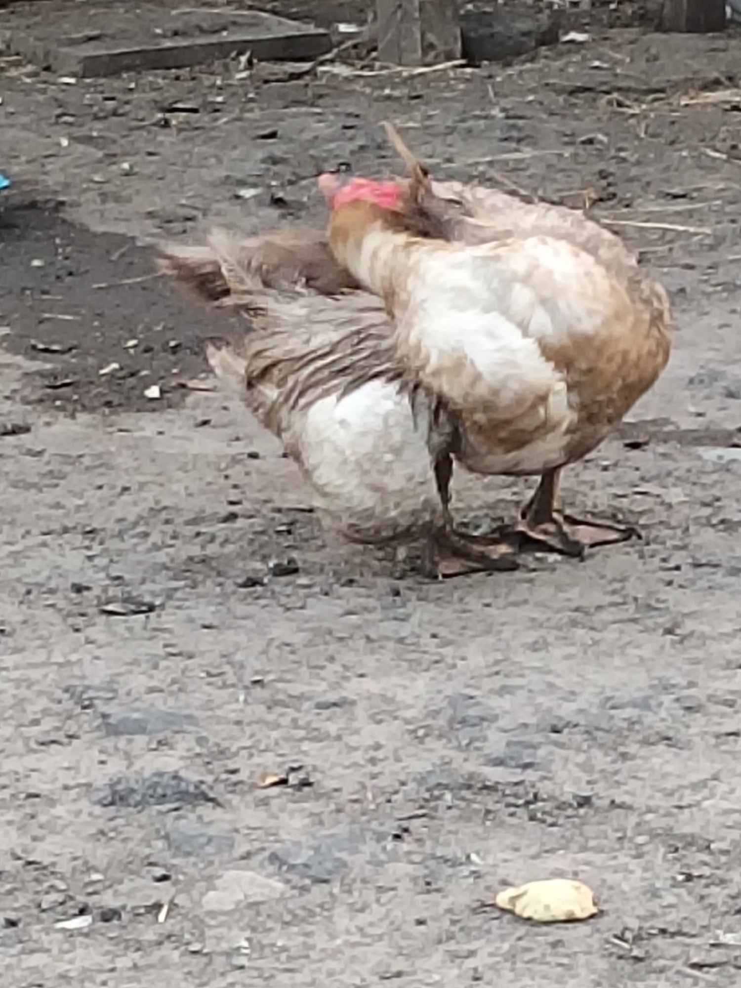 A light-brown chicken with a pink wattle is visible in the center of the frame, facing away from the viewer and preening its feathers. Its body is a mix of white and brown feathers, and it stands on two dark-colored legs with webbed feet. The ground beneath the chicken is composed of dirt and small stones. In the background, there are wooden posts and debris, suggesting an outdoor, possibly rural or farm-like setting. A small, light-colored object, possibly a piece of bread, lies on the ground to the right of the chicken. The image's lighting is diffused, and the overall quality is somewhat grainy. The location is specified as Ustyvytsia, Ukraine.