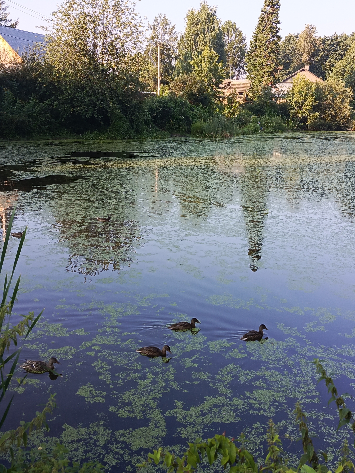 The image depicts a serene natural scene at a lake in Chaikovsky, Russia. The water is partially covered with green aquatic plants, creating a textured surface. Several ducks are swimming on the lake, some appearing to be in motion. The background features a dense line of trees and vegetation, with a glimpse of buildings visible through the foliage, suggesting a suburban or rural edge of the city. The lighting indicates it is likely late afternoon or early evening, with soft, warm light illuminating the scene. The overall atmosphere is peaceful and tranquil, capturing a moment of nature within the proximity of human habitation.