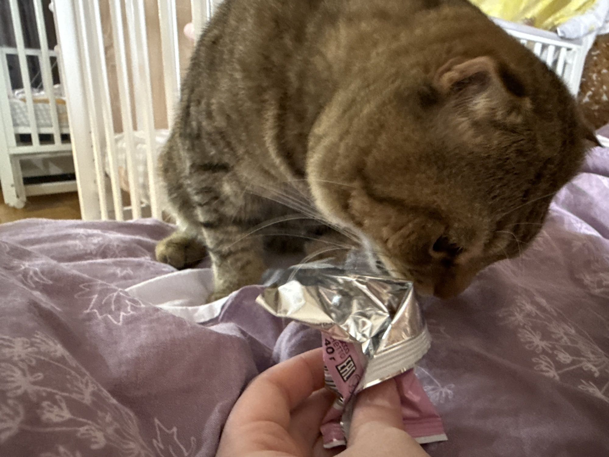 A brown tabby cat with short fur is depicted in an indoor setting, likely a bedroom, as suggested by the purple patterned blanket and a white slatted crib visible in the blurred background. The cat is positioned with its head lowered, intensely focused on a silver foil packet held by a human hand in the foreground.
The cat appears to be sniffing or consuming something from the crinkled packet. Its body is angled away from the camera, showcasing its striped fur patterns. The human hand, with fair skin, holds the pink base of the foil packet steady. Visible text on the pink portion of the packet includes "40г" (likely indicating 40 grams) and the "ЕАС" conformity mark.
The scene captures a moment of interaction between the pet and owner, with the cat showing keen interest in the contents of the packet. The overall lighting suggests it is daytime. The purple blanket features a white floral or leaf motif.