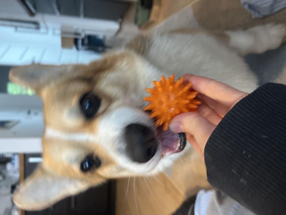 This image captures an indoor scene in the city of Obermoschel, Germany. A Corgi dog, characterized by its tan and white fur and erect ears, is positioned in the center, facing forward with its mouth slightly open, exposing its tongue and lower teeth. Its dark eyes are directed towards an object. A human's left hand, partially visible in the lower center and wearing a dark, ribbed sleeve, holds a small, spherical, orange object with numerous soft spikes or nubs. The hand presents this object directly in front of the dog's open mouth. The background is blurred, revealing indistinct elements of a domestic interior, including what appears to be dark cabinetry on the upper left and a light-colored wall or doorway beyond the dog.