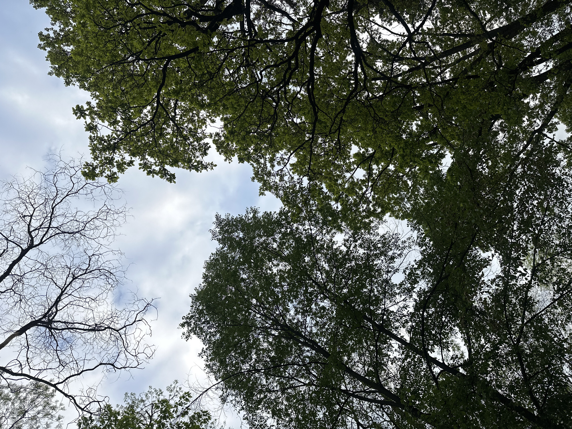 The image is a low-angle view looking up into the canopy of trees, partially obscuring a cloudy sky. The trees are a mix of deciduous with green leaves and bare branches, indicating different species or stages of leaf growth. Based on the tree types and general atmosphere, this image could have been taken in a park or green space. However, without more specific landmarks, identifying an exact location within Sofia, Bulgaria, is not possible.